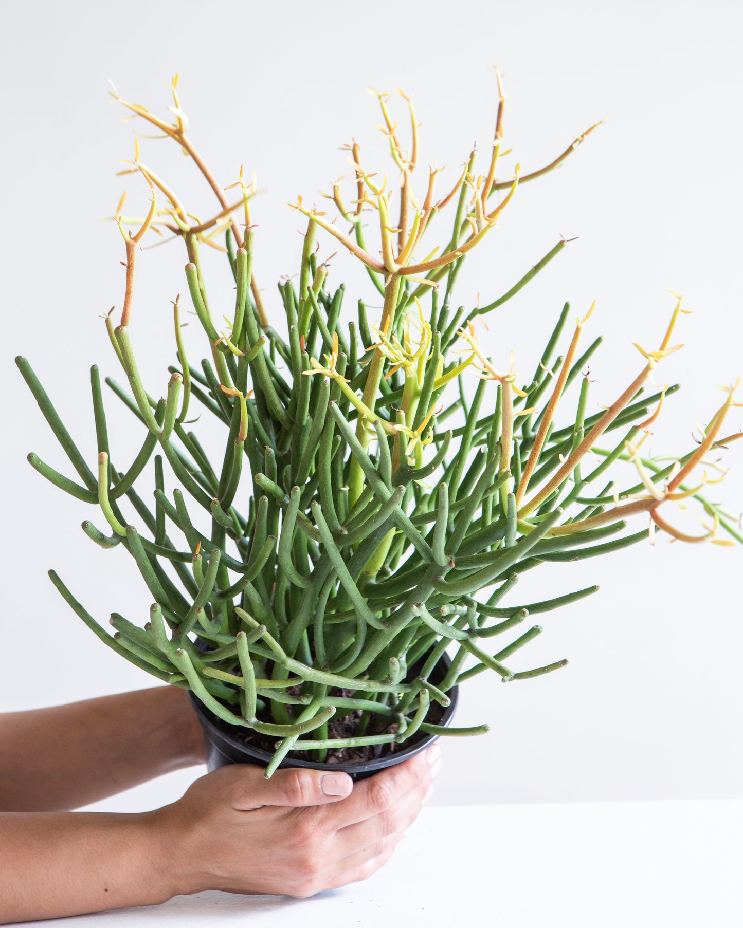 Pencil Cactus: Euphorbia tirucalli 'Firestick' - 6 inch pot