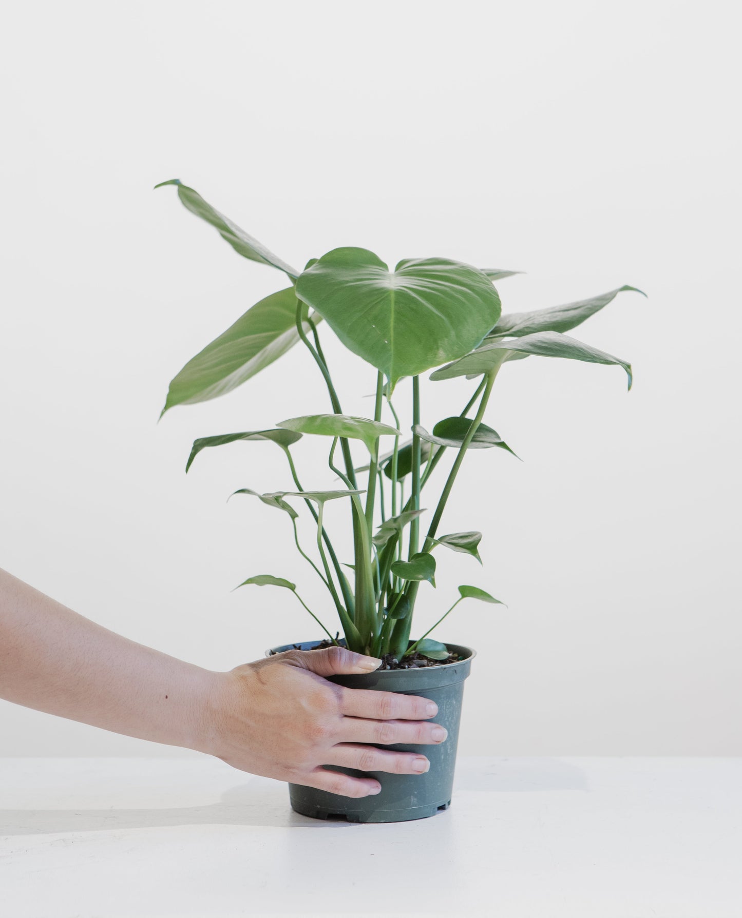 Swiss Cheese Plant: Monstera deliciosa - 6 inch pot