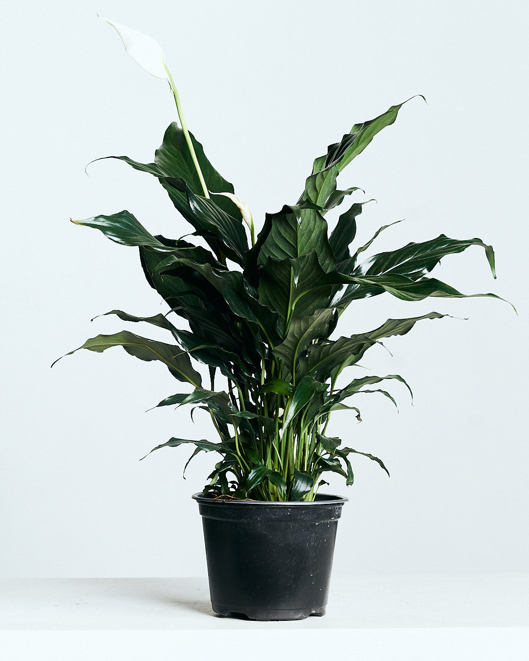 Peace Lily: Spathiphyllum - 5 inch pot — indoor plant — indoor plant for sale by Promise Supply for delivery and pickup in Toronto.