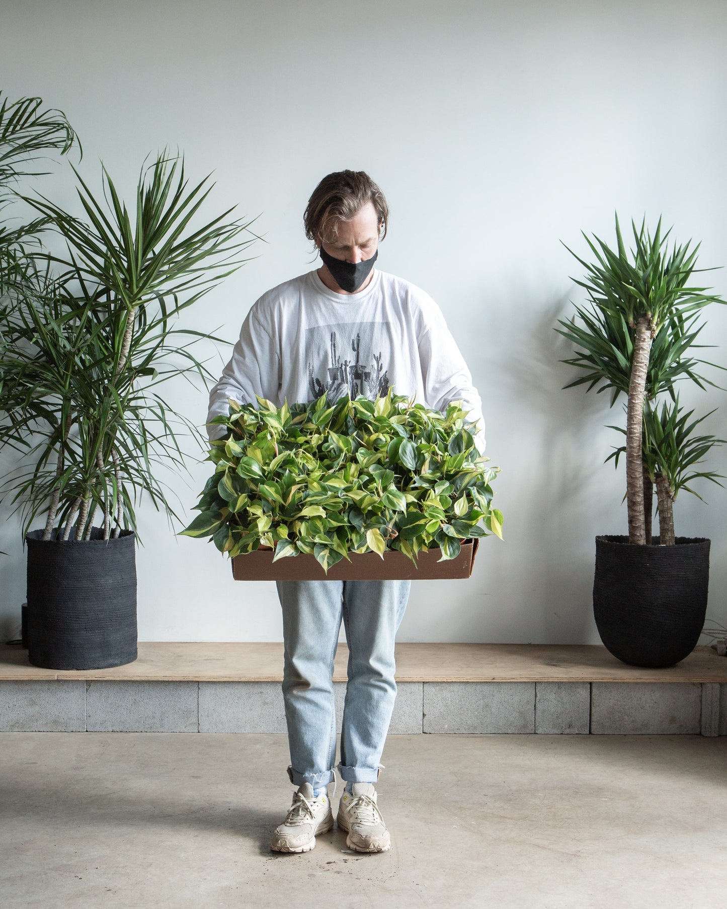 Brasil Heart Leaf: Philodendron cordatum - 6 inch pot — indoor plant — indoor plant for sale by Promise Supply for delivery and pickup in Toronto.