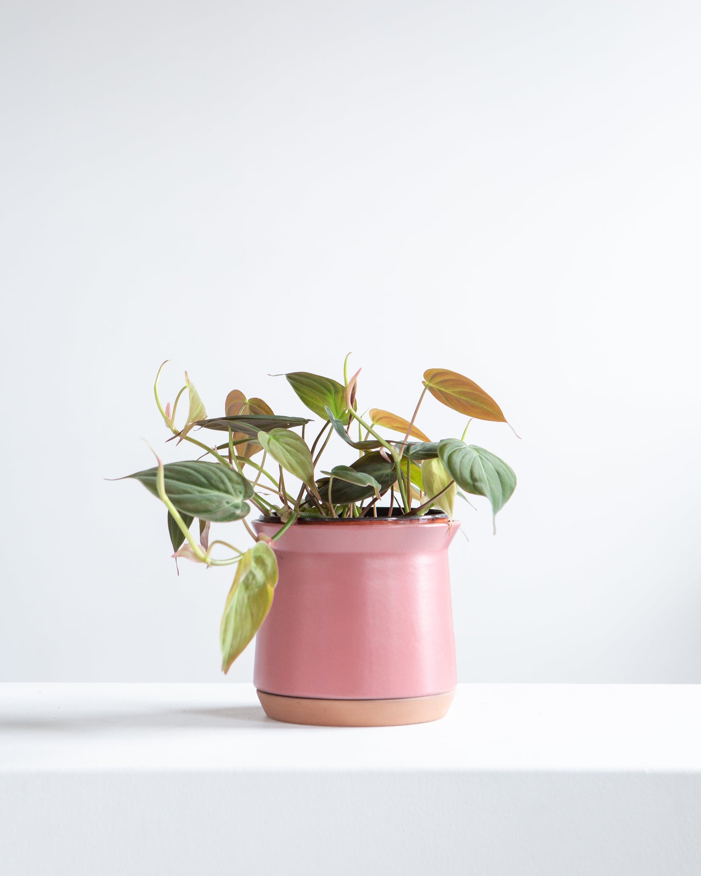 Velvet Leaf: Philodendron micans - 4 inch pot — indoor plant — indoor plant for sale by Promise Supply for delivery and pickup in Toronto.