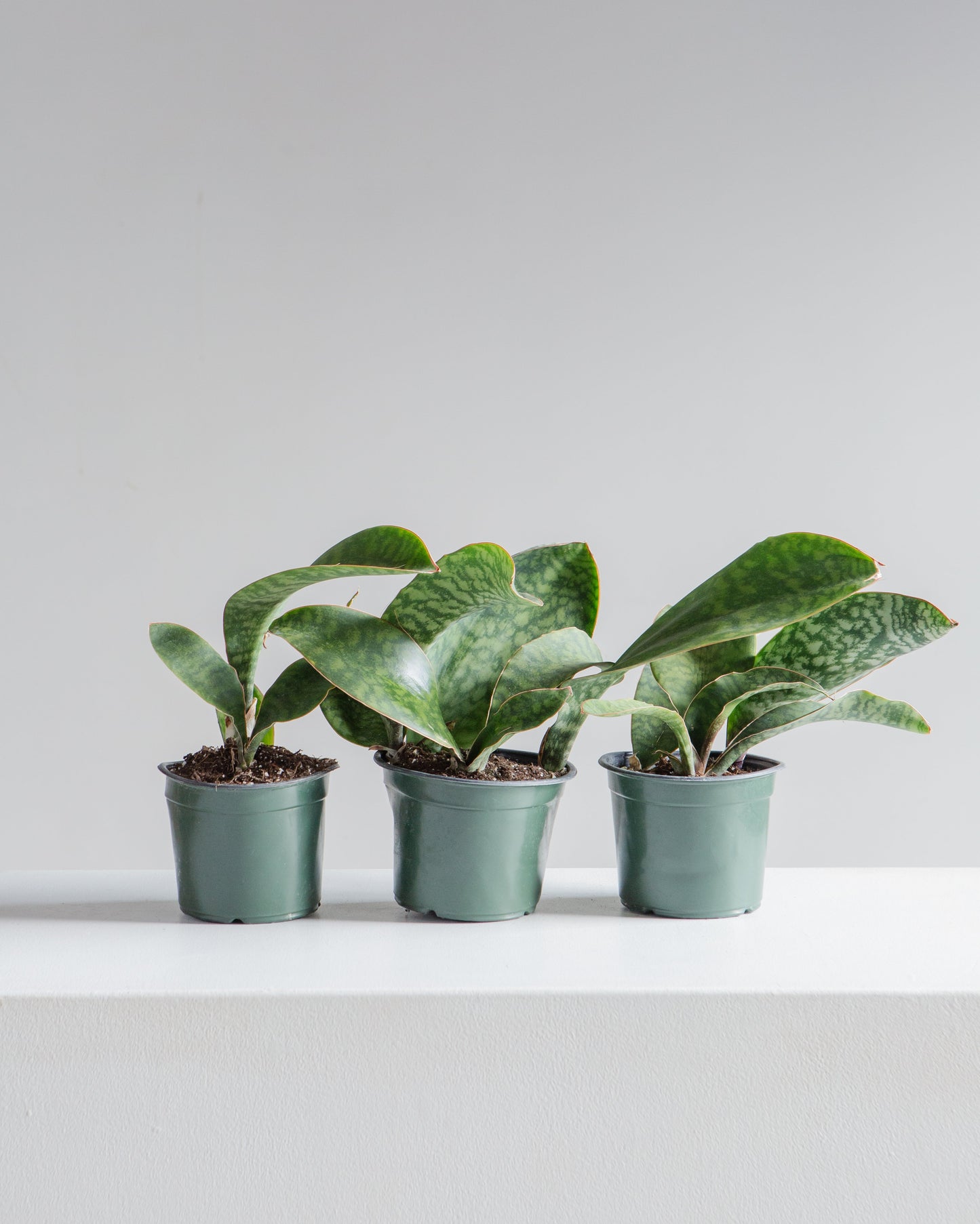 Whale Fin Snake Plant: Sansevieria masoniana - 6 inch pot