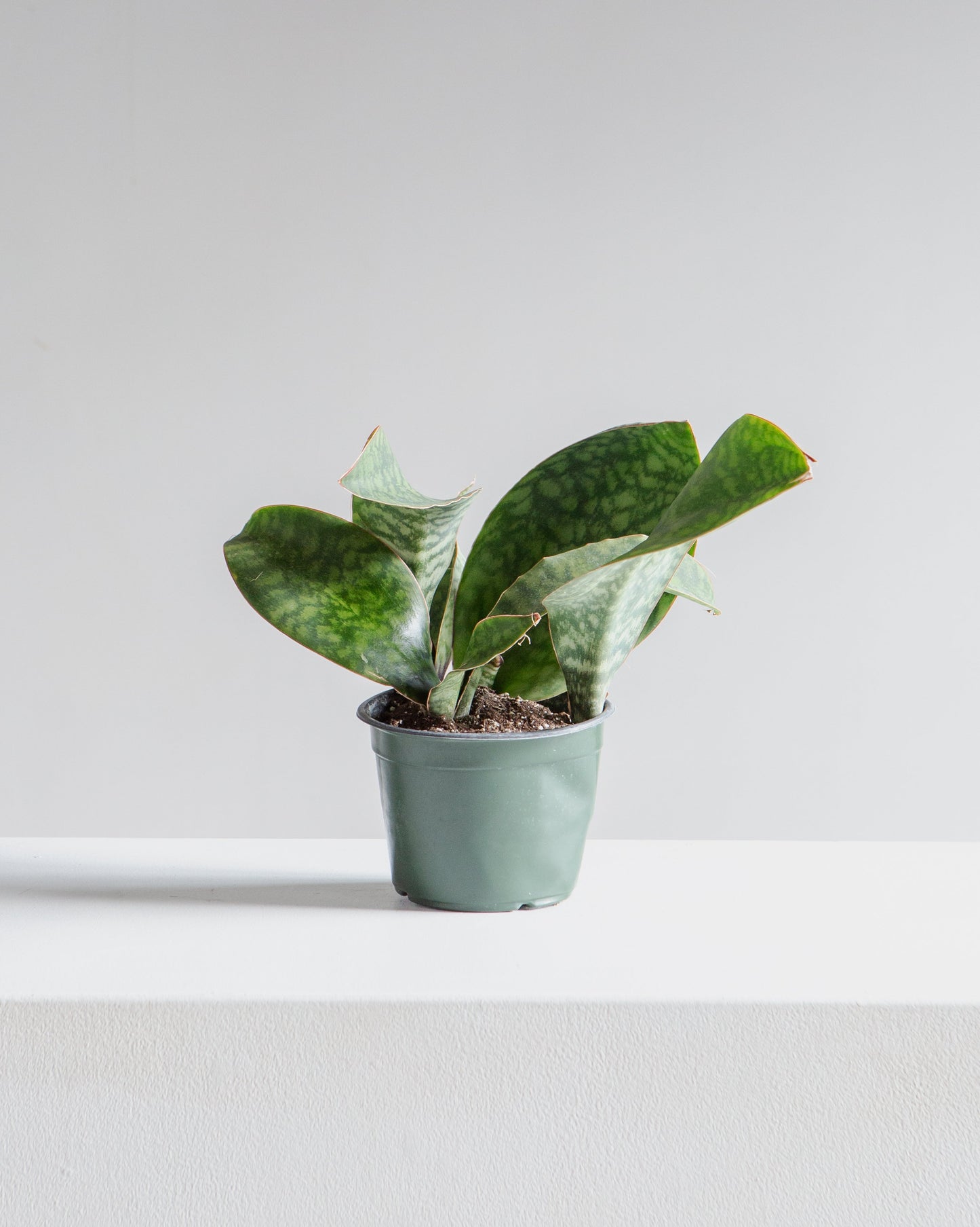 Whale Fin Snake Plant: Sansevieria masoniana - 6 inch pot