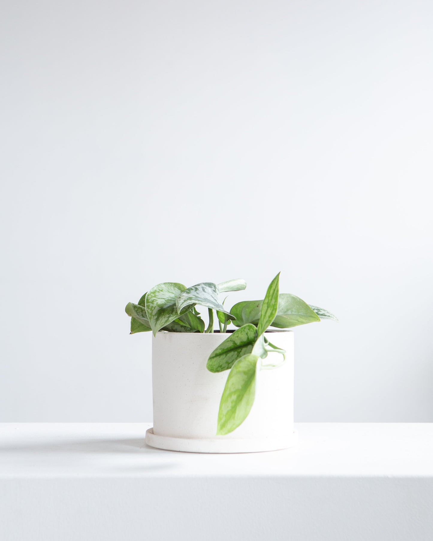 Silver Satin Pothos: Scindapsus pictus 'Exotica' - 6 inch pot
