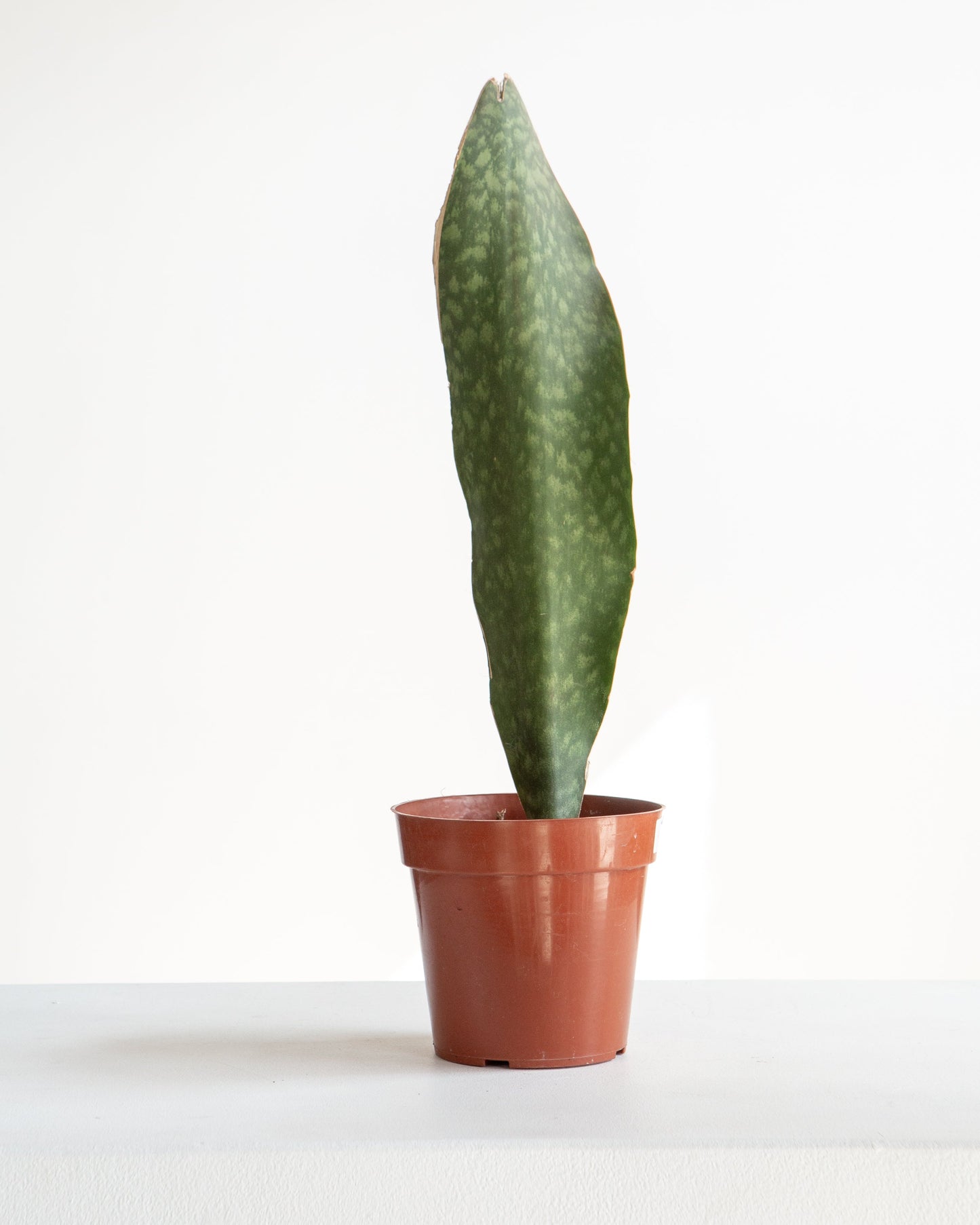 Whale Fin Snake Plant: Sansevieria masoniana - 4 inch pot — indoor plant — indoor plant for sale by Promise Supply for delivery and pickup in Toronto.