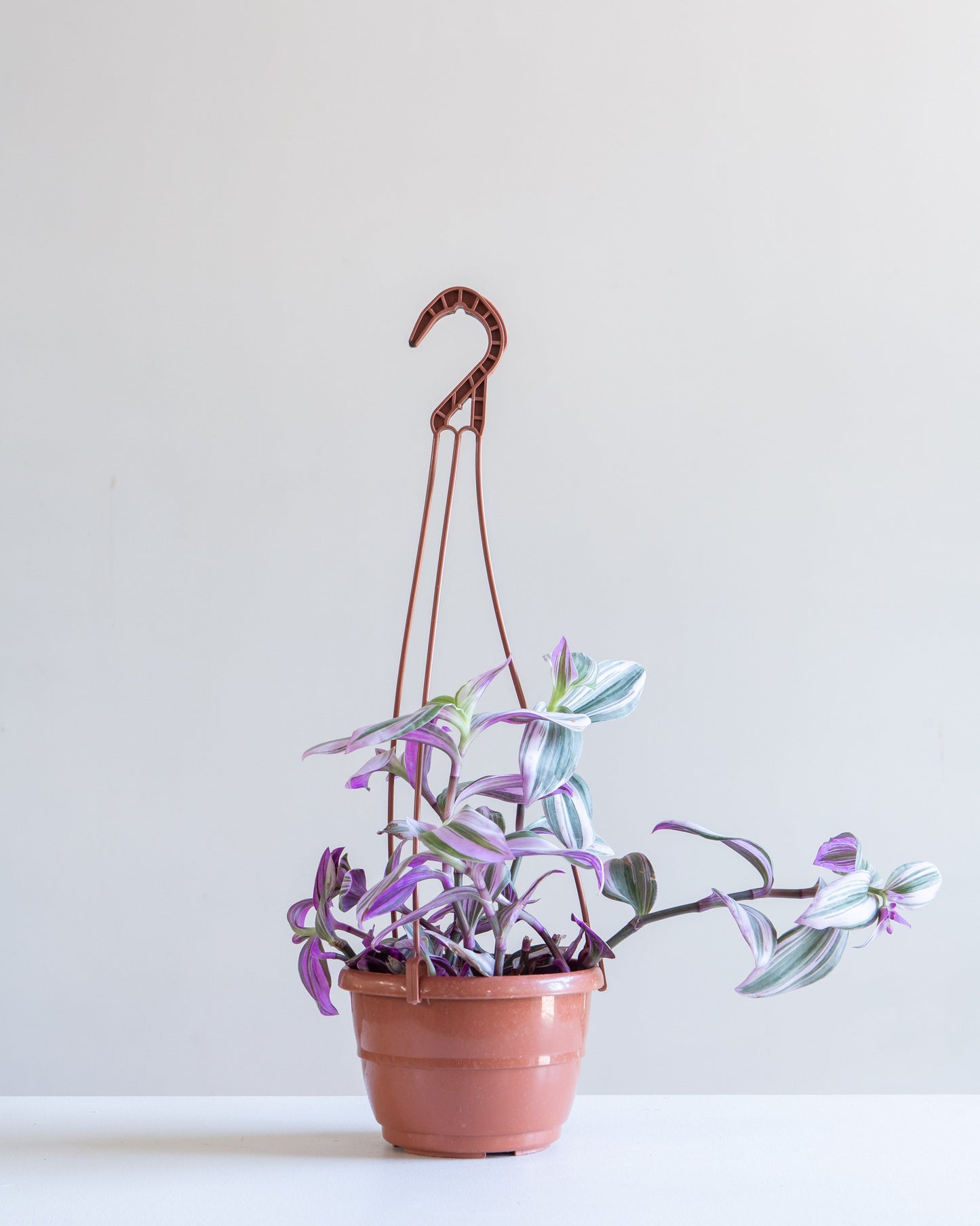 Bubblegum Wandering Plant: Tradescantia 'Nanouk' - 5 inch hanging basket