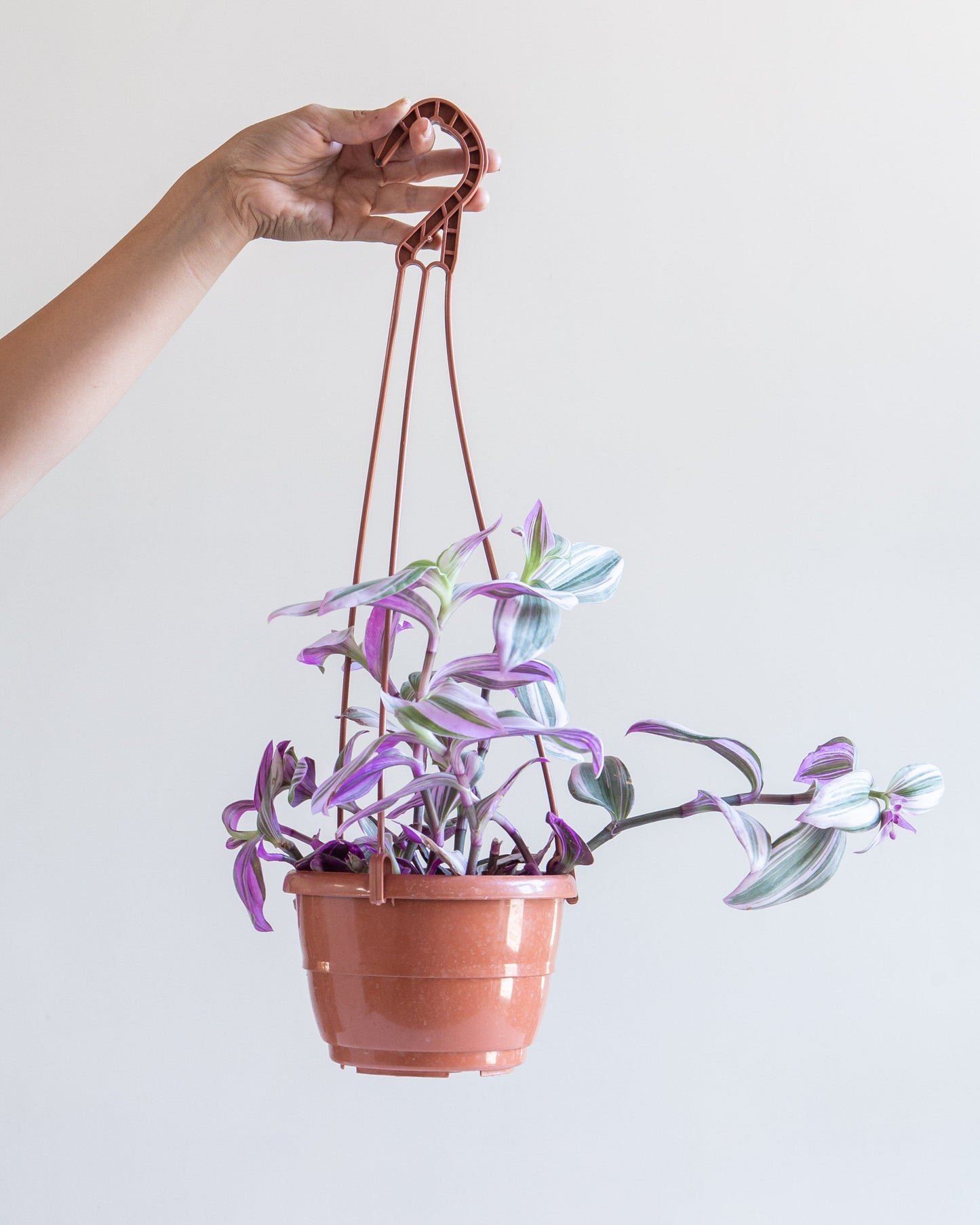 Bubblegum Wandering Plant: Tradescantia 'Nanouk' - 5 inch hanging basket