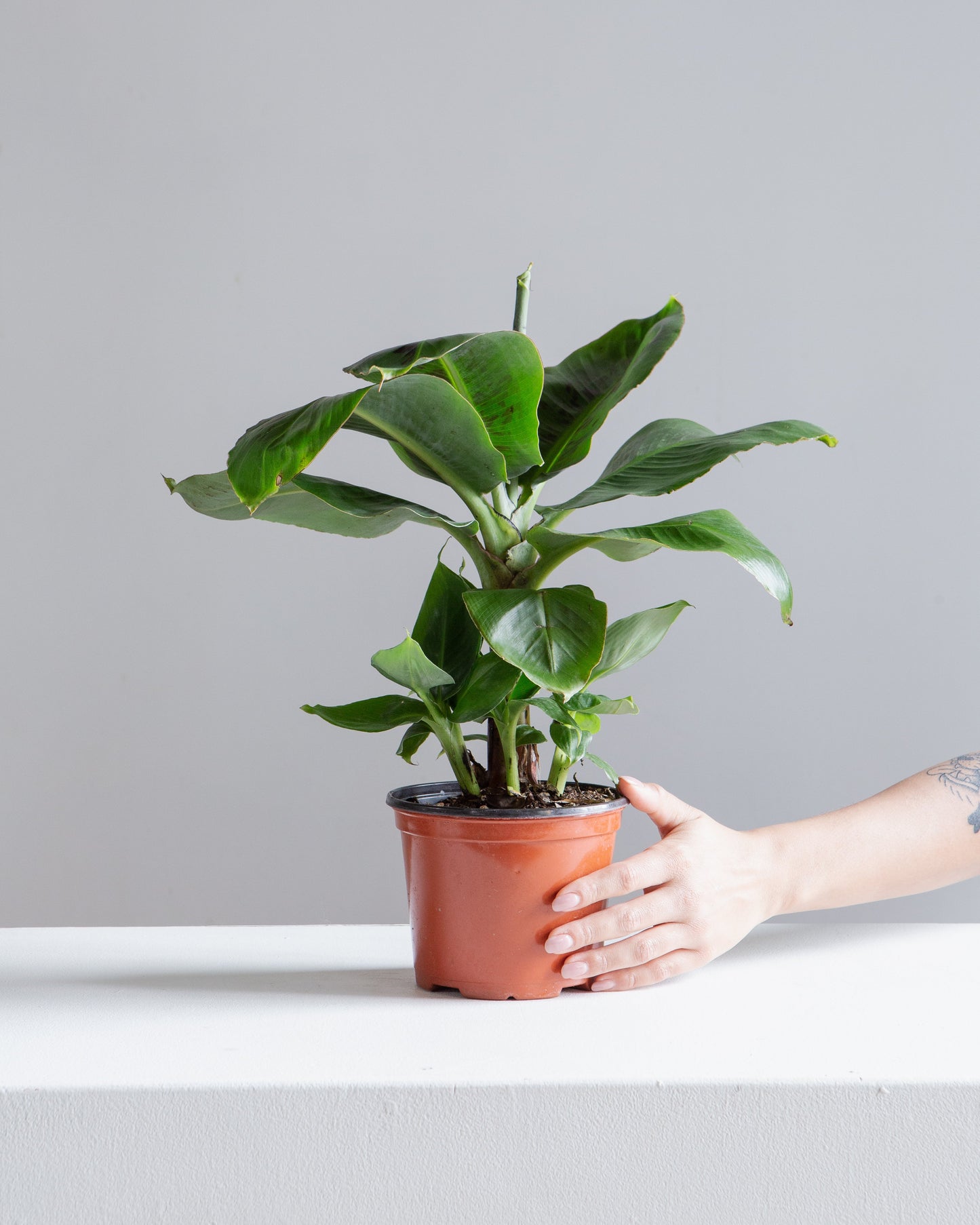 Dwarf Cavendish Banana: Musa acuminata 'Poquito' - 6 inch pot — indoor plant — indoor plant for sale by Promise Supply for delivery and pickup in Toronto.