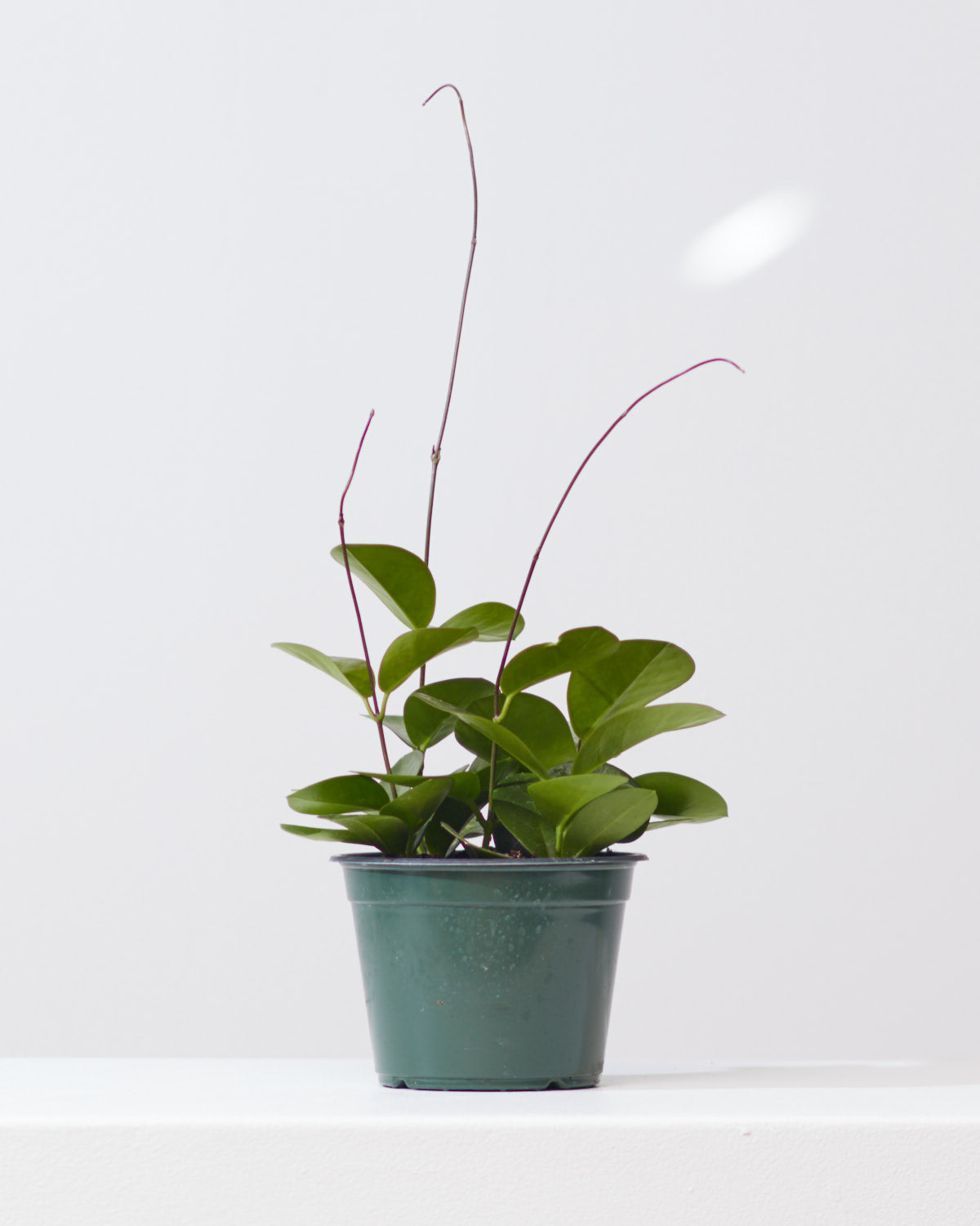 Wax Vine: Hoya australis - 6 inch pot