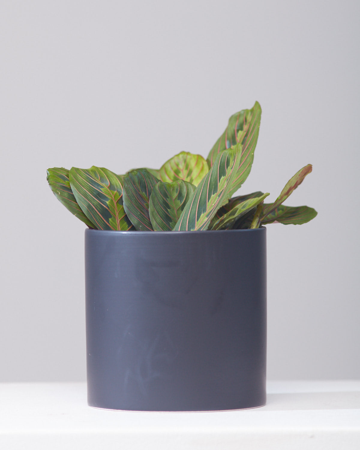 Red Prayer Plant: Maranta leuconeura - 4 inch pot