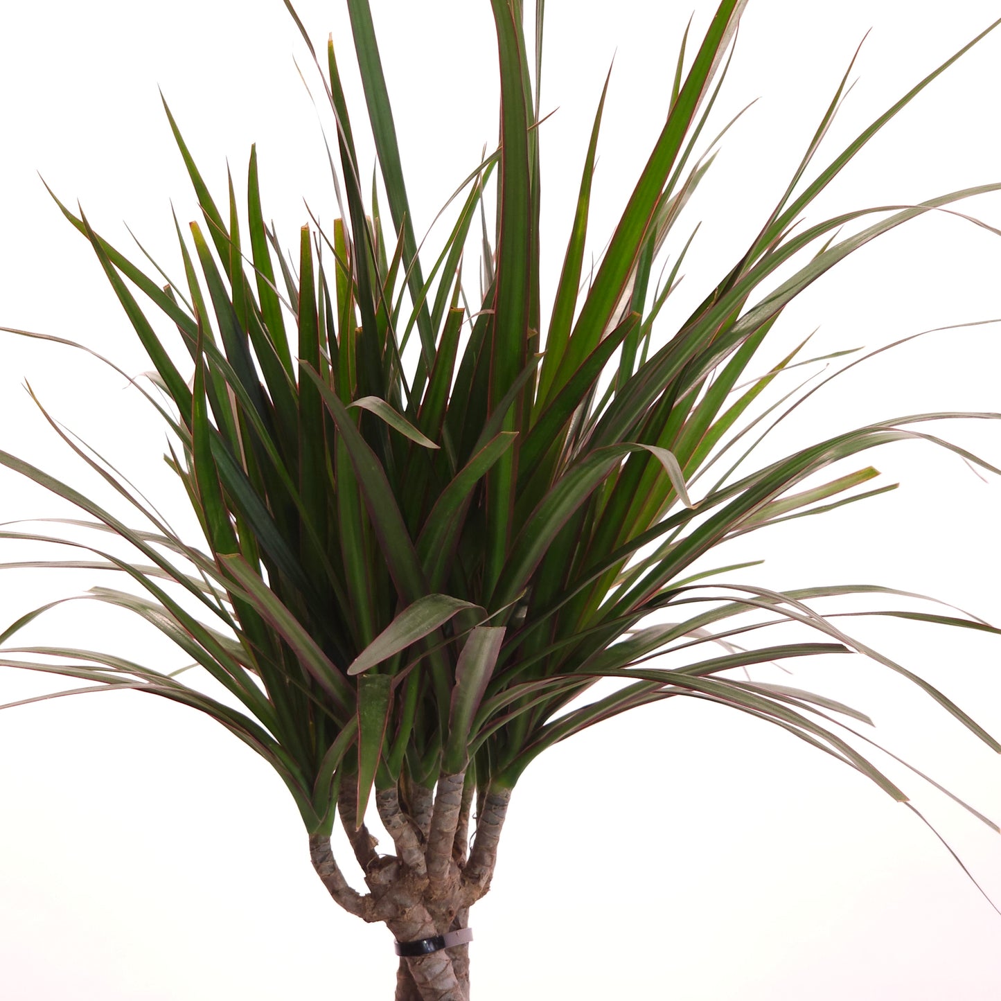 Braided Dragon Tree: Dracaena marginata - 6 inch pot