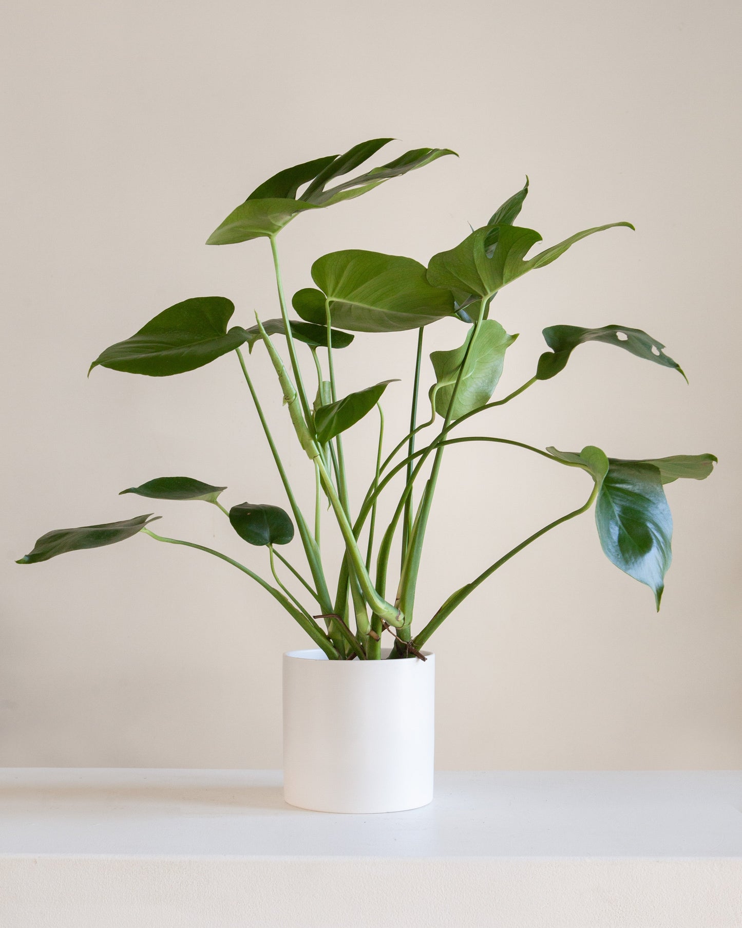 Swiss Cheese Plant: Monstera deliciosa - 6 inch pot