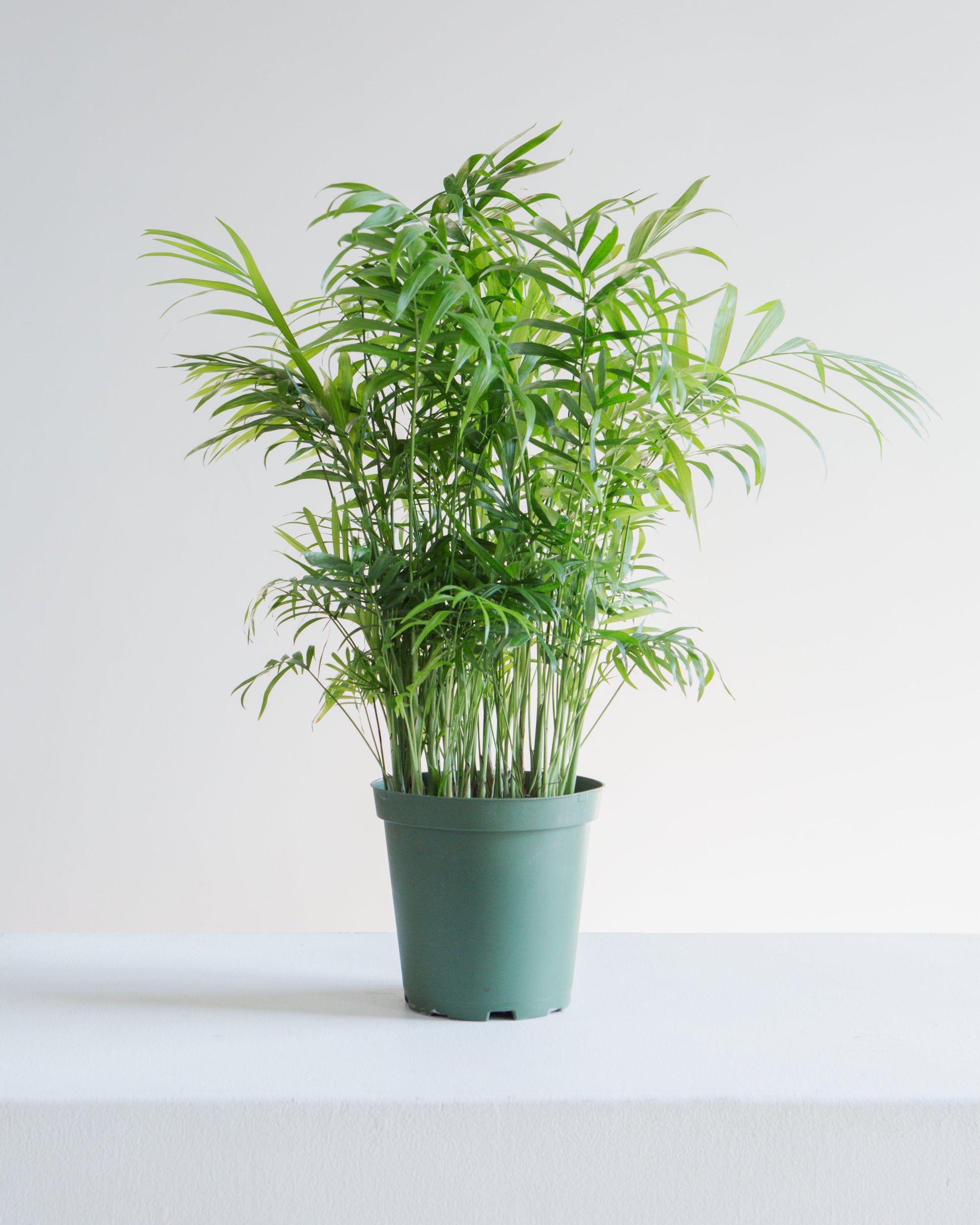 Parlour Palm: Chamaedorea elegans - 6 inch pot — indoor plant — indoor plant for sale by Promise Supply for delivery and pickup in Toronto.