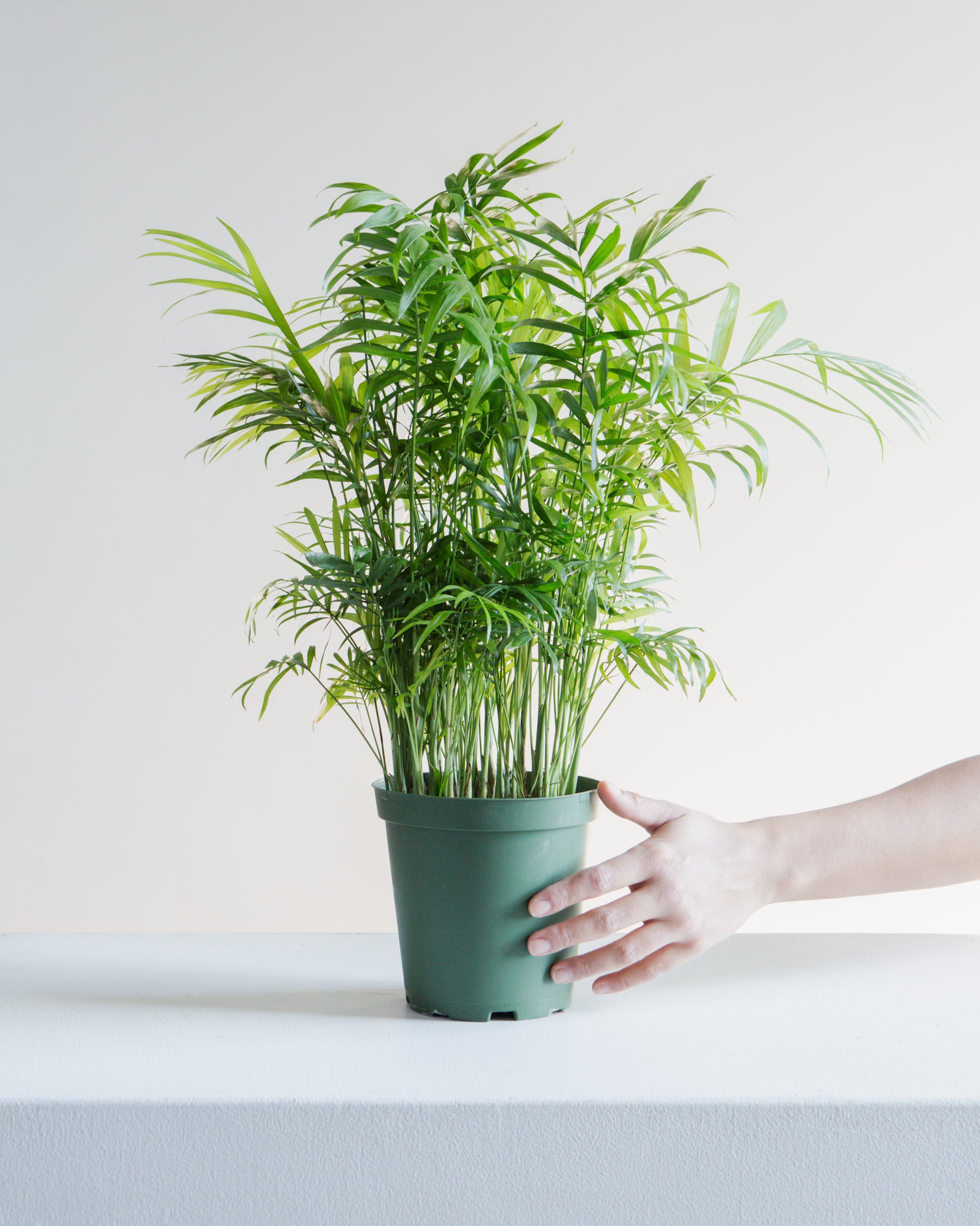Parlour Palm: Chamaedorea elegans - 6 inch pot — indoor plant — indoor plant for sale by Promise Supply for delivery and pickup in Toronto.
