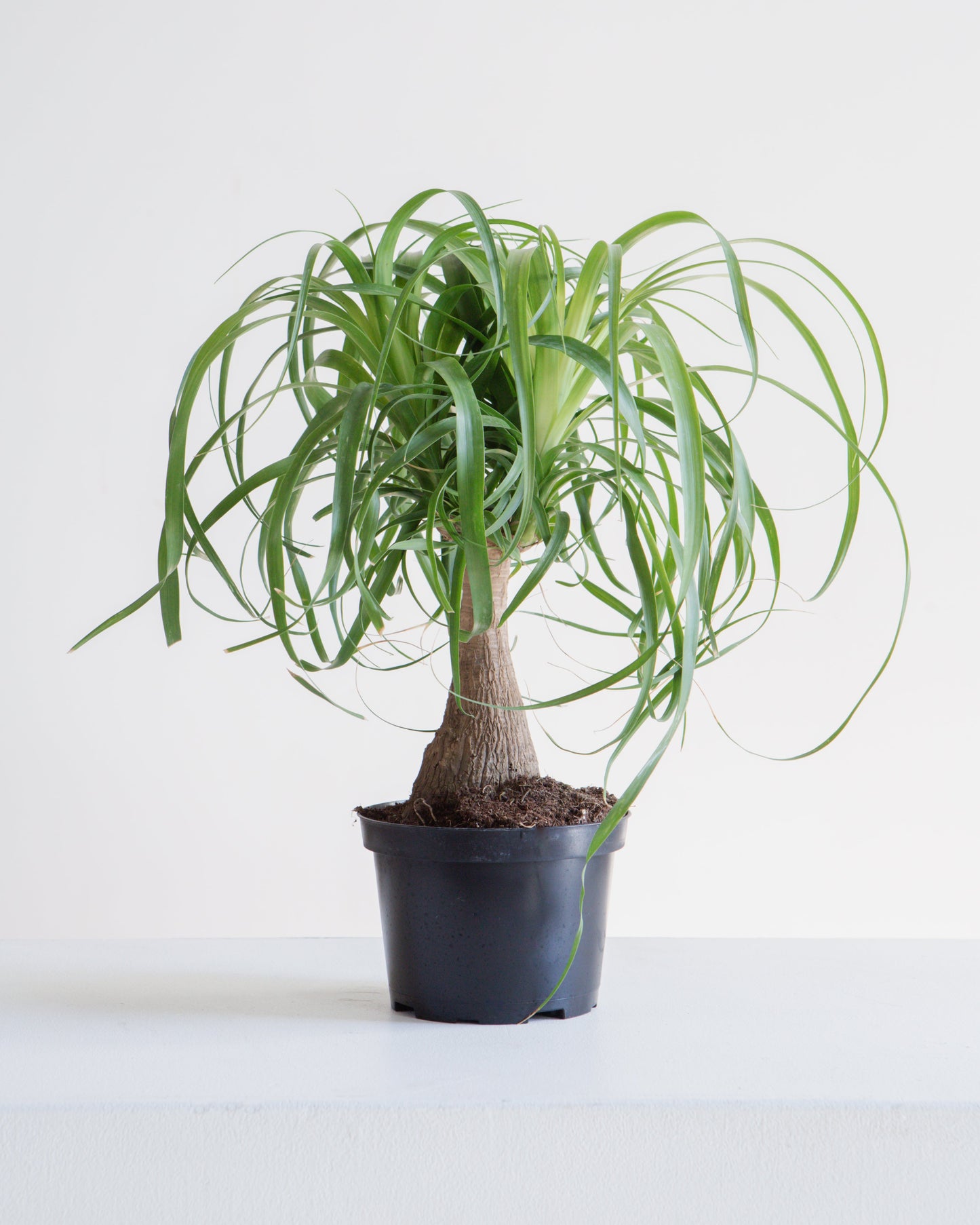 Ponytail Palm: Beaucarnea recurvata - 6 inch pot