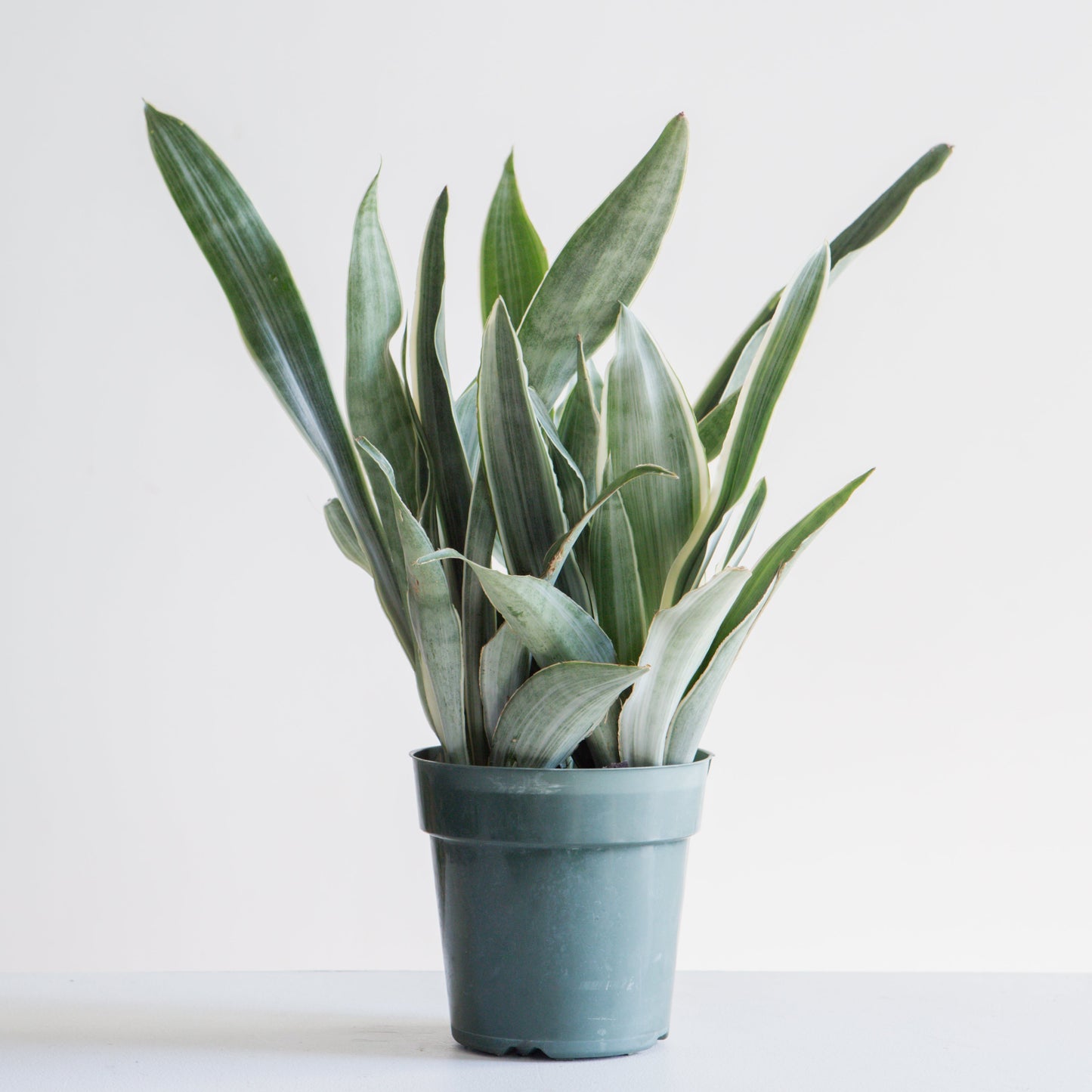 Silver Queen Snake Plant: Sansevieria trifasciata 'Sayuri' - 6 inch pot