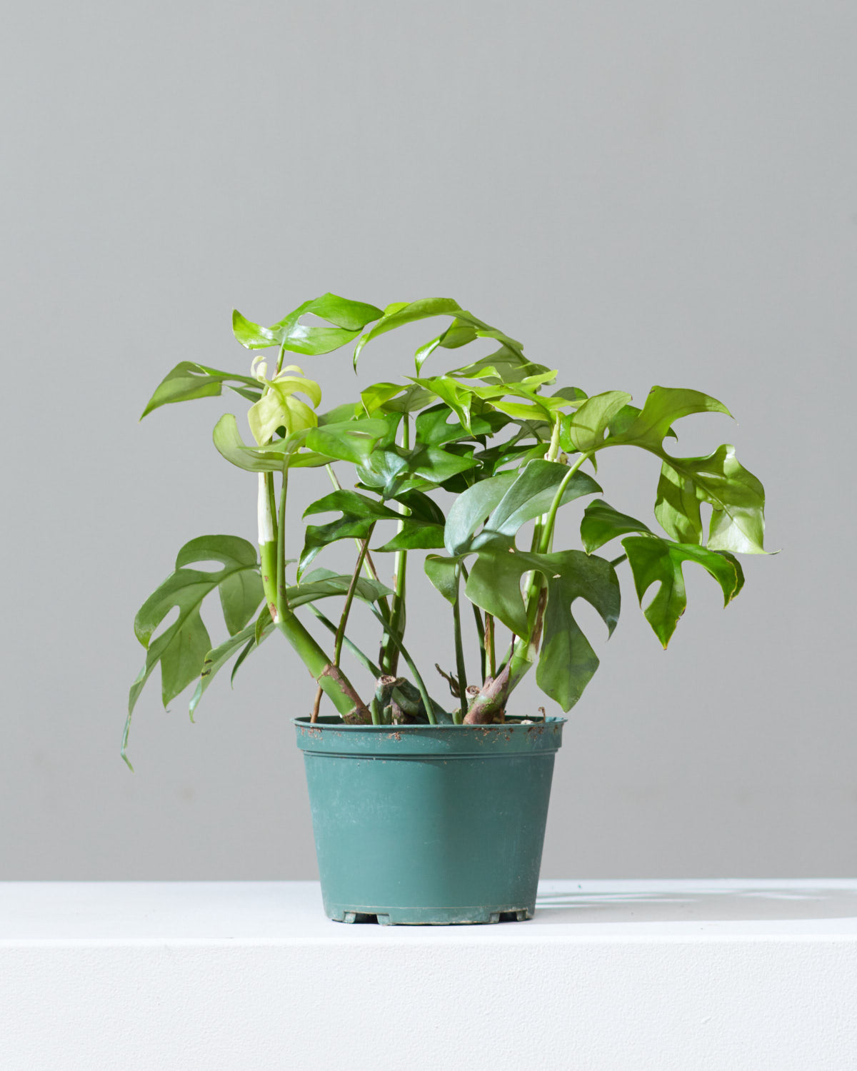 Mini Monstera: Rhaphidophora tetrasperma - 6 inch pot
