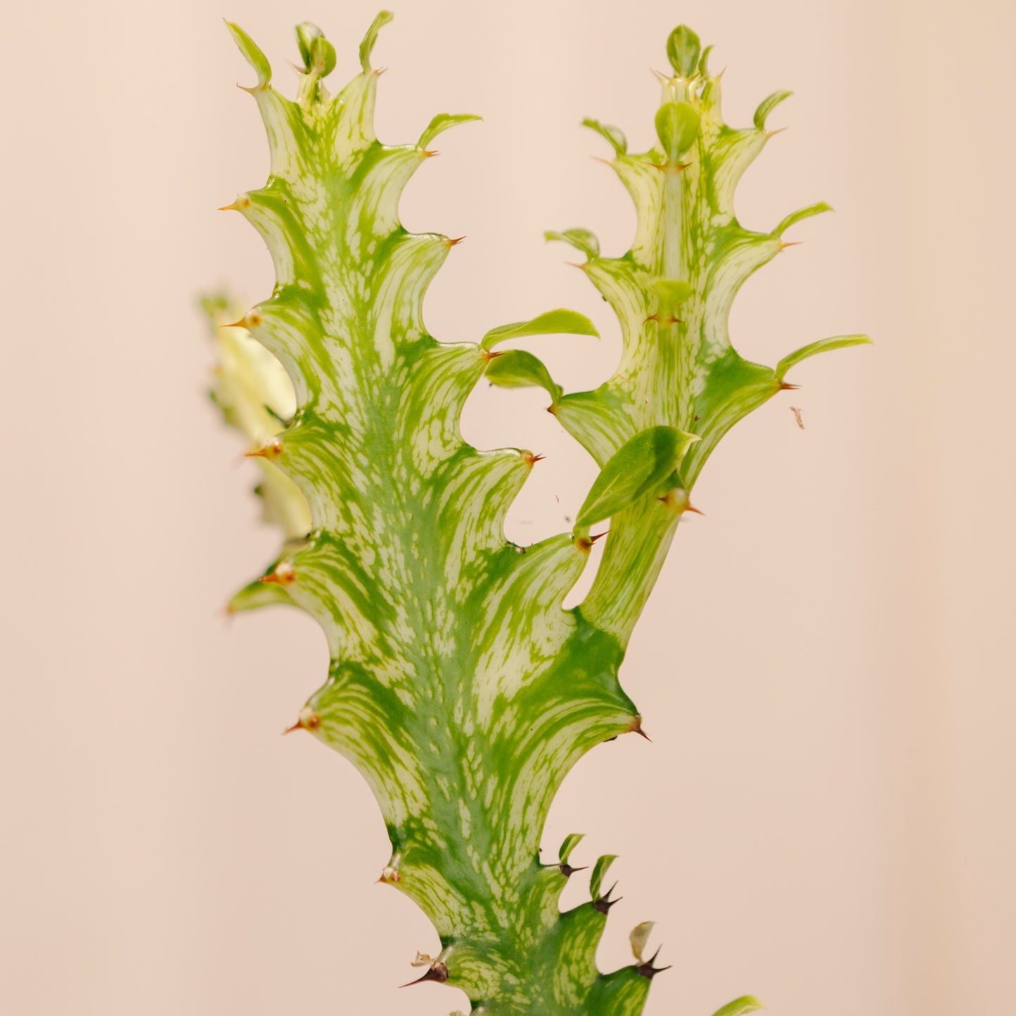 Variegated African Milk Tree Cactus: Euphorbia trigona - 5 inch pot — indoor plant — indoor plant for sale by Promise Supply for delivery and pickup in Toronto.