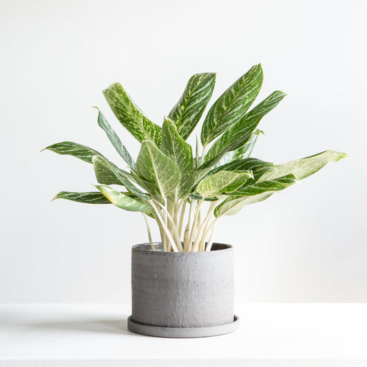 Easton Planter with Drainage and Tray | 6 inch Diameter — with plant inside, studio photo — planter for sale by Promise Supply for delivery and pickup in Toronto.