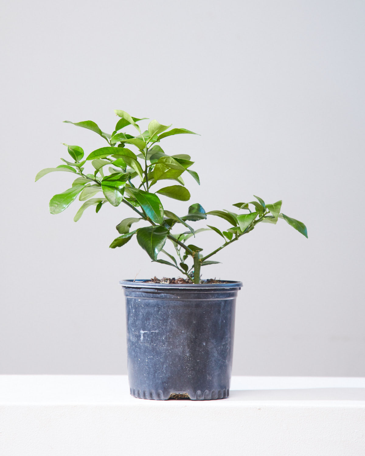 Lemon Tree: Citrus limon - 8 inch pot - 1-2 foot tall