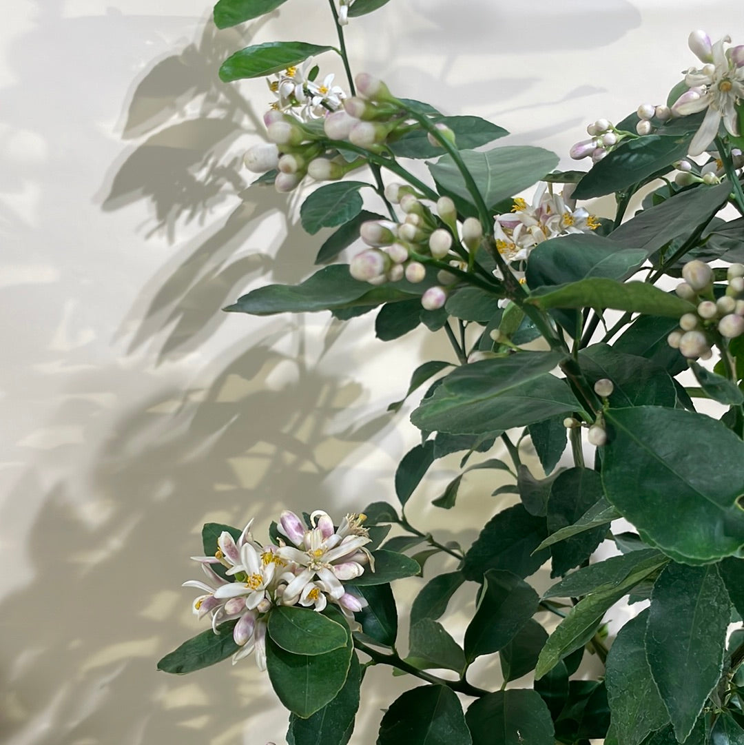 Lemon Tree: Citrus limon - 16 inch pot - 5-5.5 foot tall