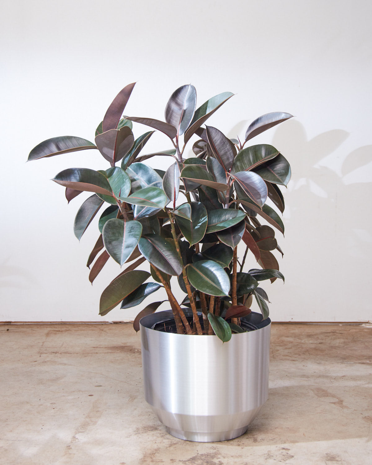 Burgundy Rubber Bush: Ficus elastica - 14 inch pot - 4 foot tall
