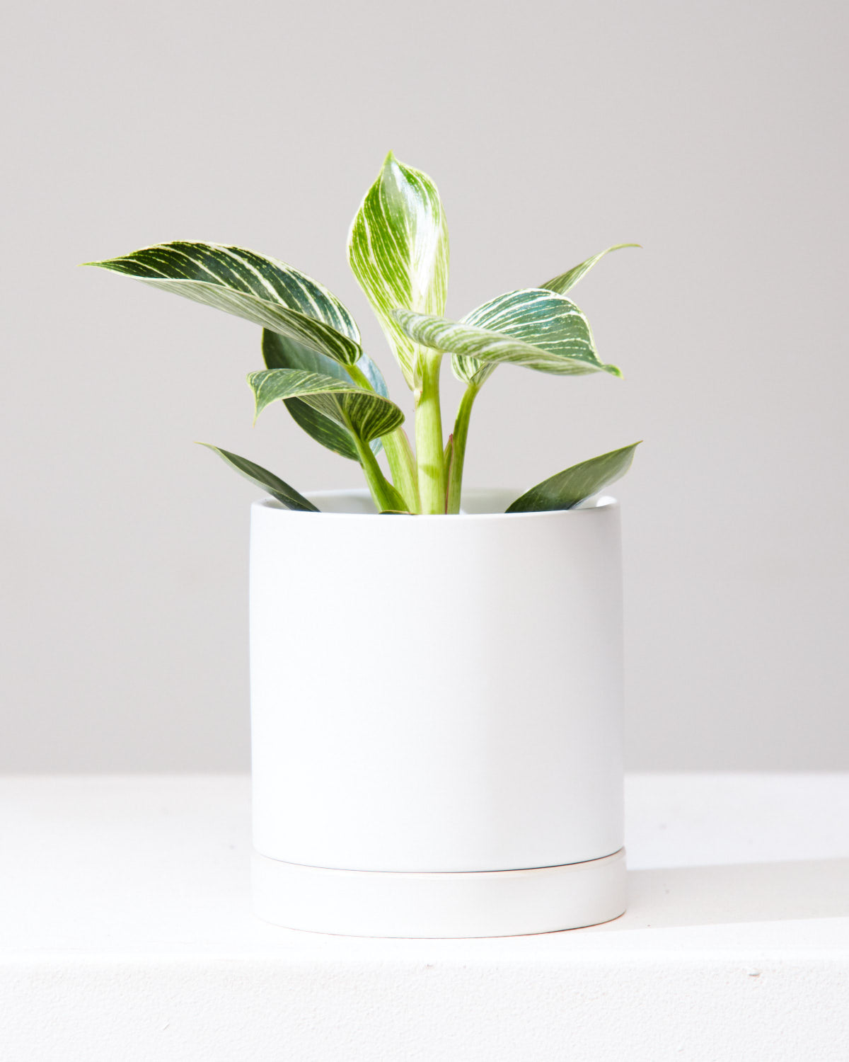 Birkin Plant: Philodendron - 5 inch pot