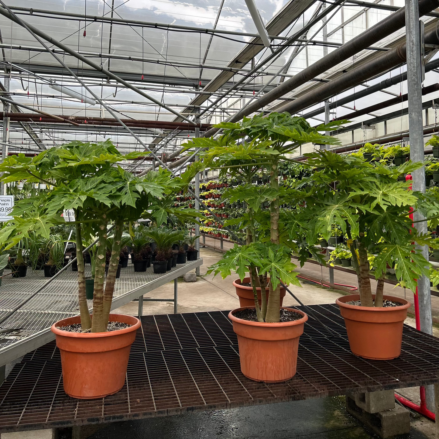Papaya Tree: Carica papaya - 14 inch pot - 3 foot tall