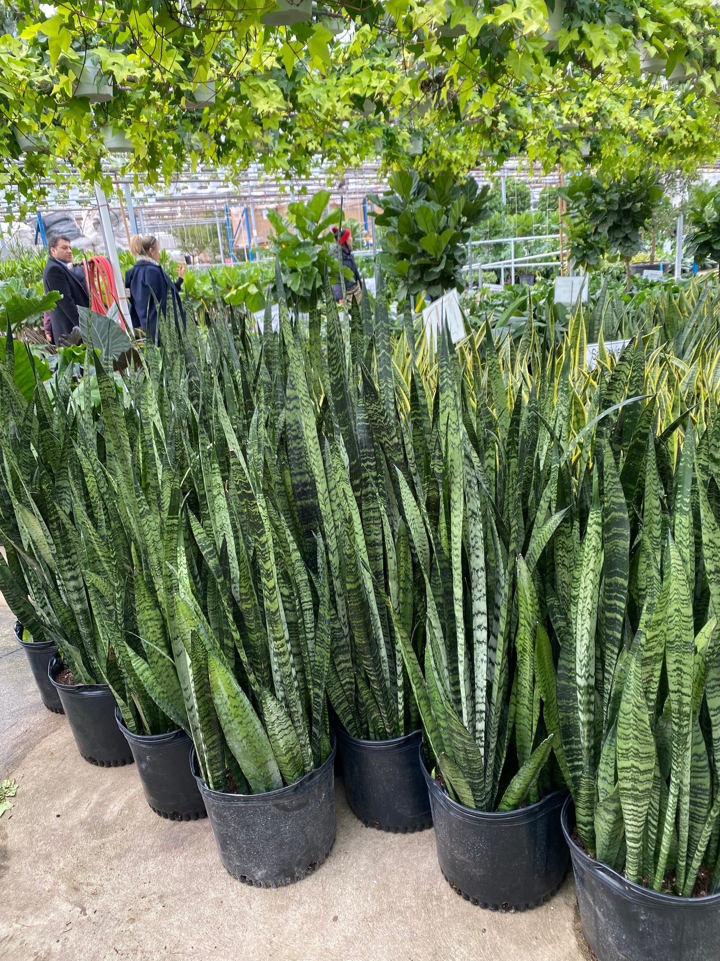 Green Snake Plant: Sansevieria trifasciata 'Zeylanica' - 14 inch pot - 3-4 foot tall — indoor plant — indoor plant for sale by Promise Supply for delivery and pickup in Toronto.