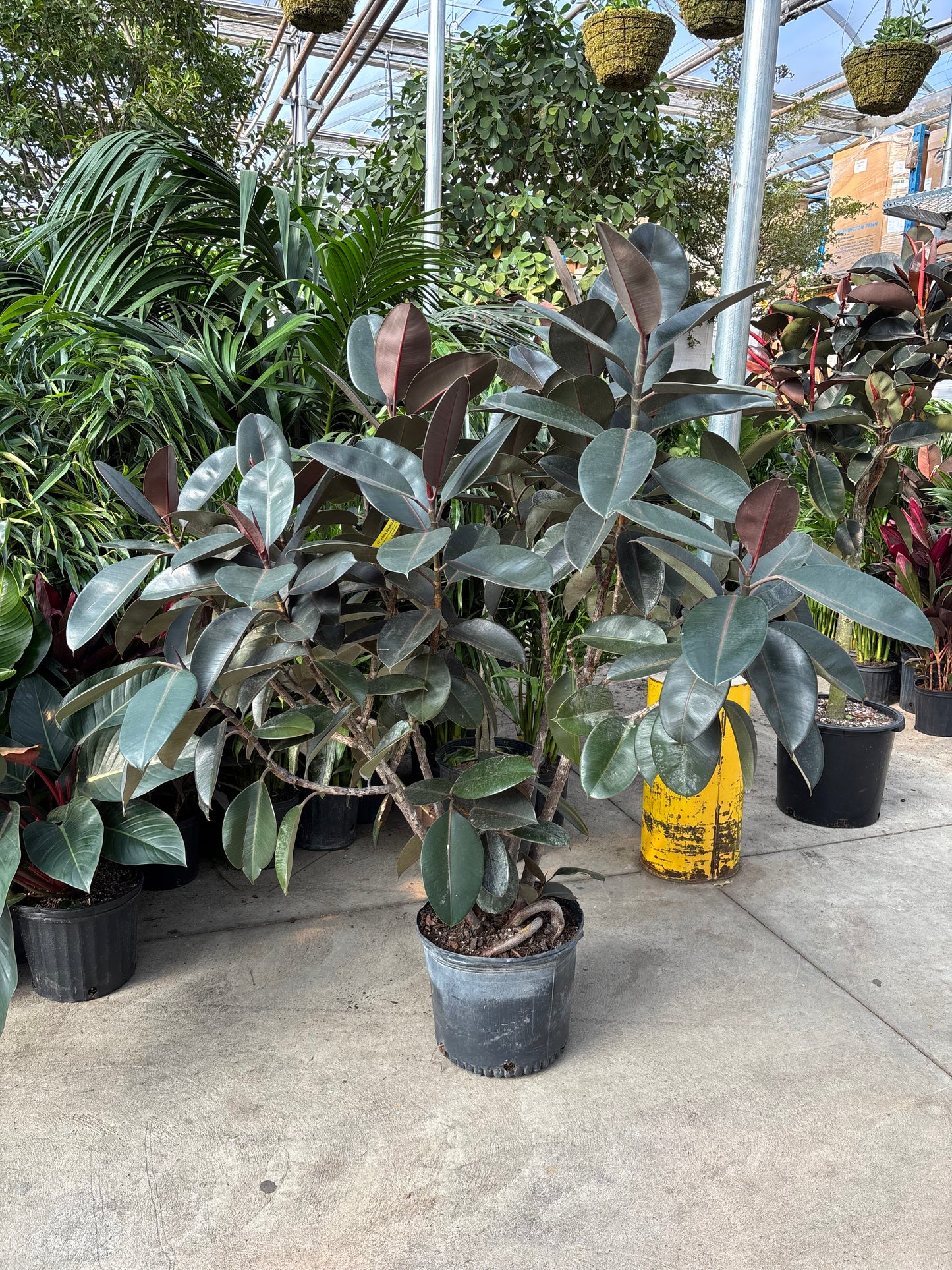 Burgundy Rubber Bush Specimen: Ficus elastica - 14 inch pot - 5-6 foot tall