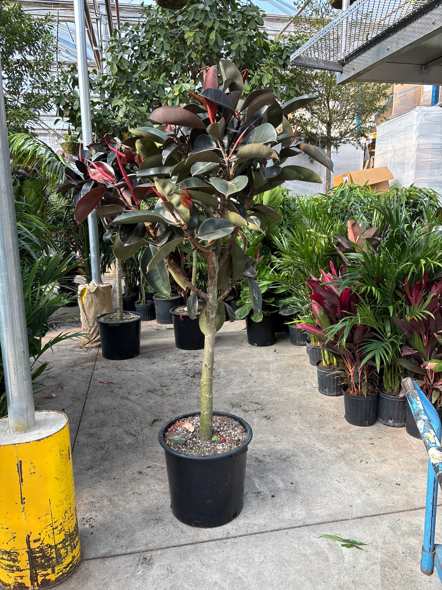 Burgundy Rubber Tree: Ficus elastica - 17 inch pot - 6-7 foot tall