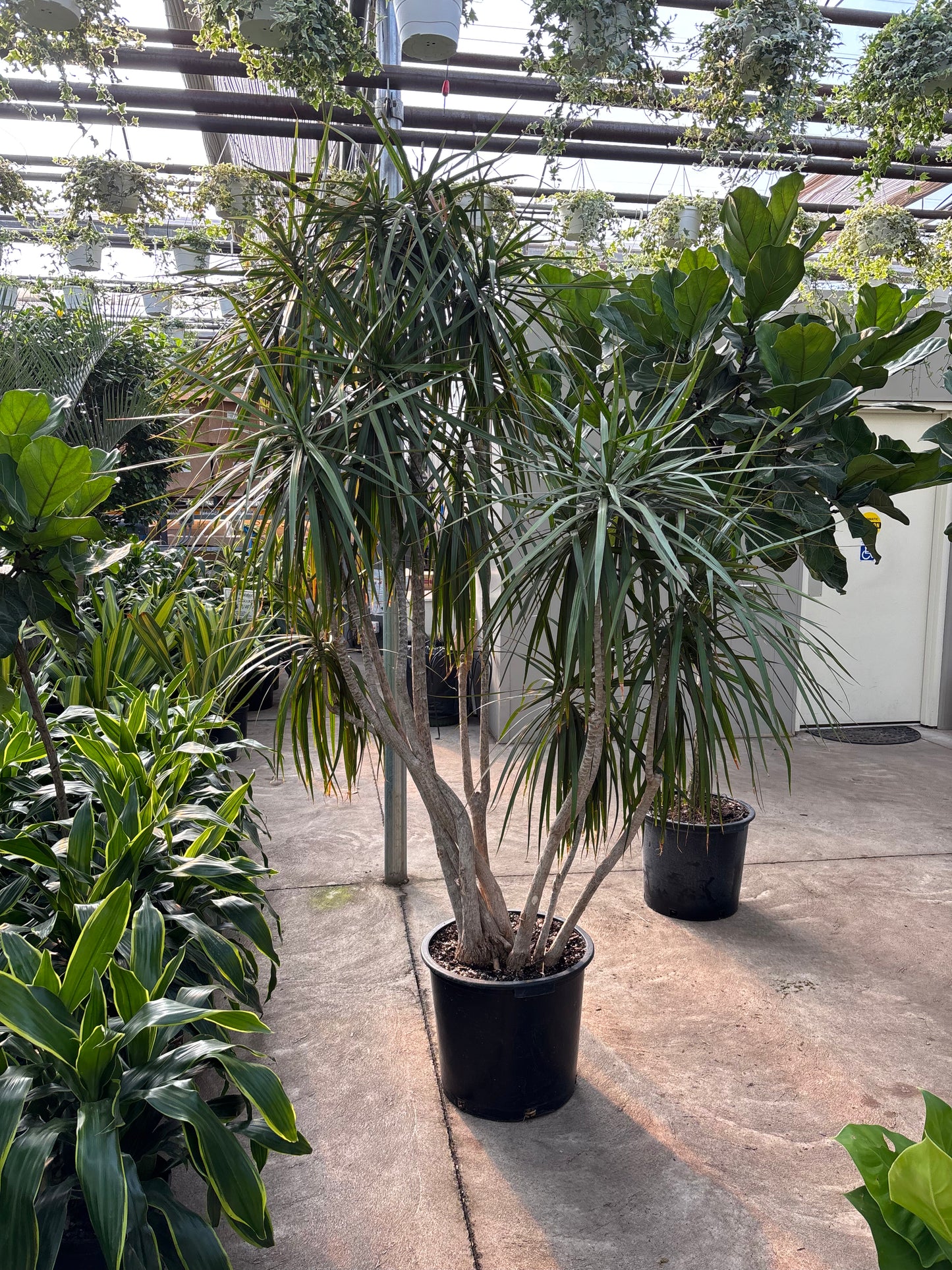 Character Dragon Tree: Dracaena marginata - 17 inch pot - 6-7+ foot tall