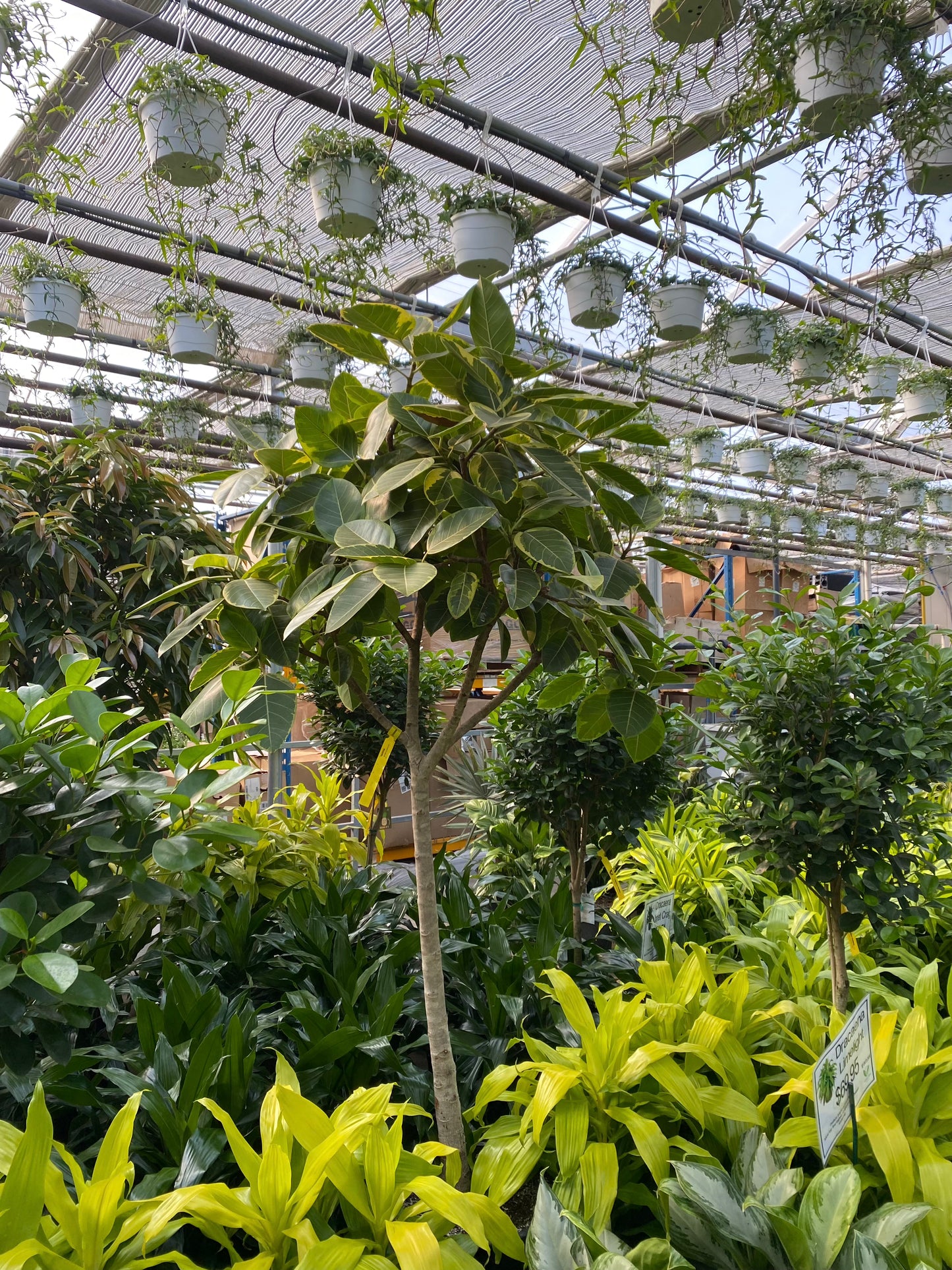 Yellow Gem Fig: Ficus altissima - 17 inch pot - 7 foot tall — indoor plant — indoor plant for sale by Promise Supply for delivery and pickup in Toronto.