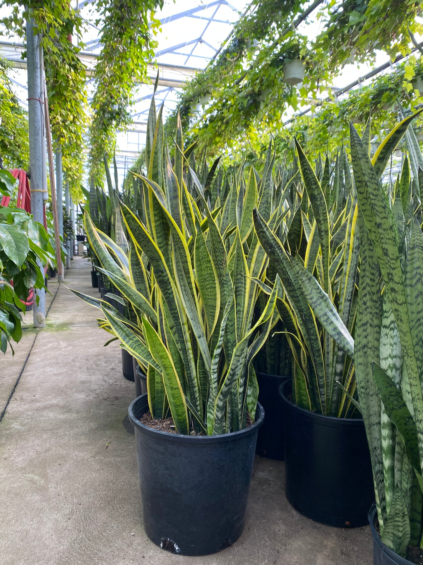 Yellow Snake Plant: Sansevieria trifasciata 'Laurentii' - 14 inch pot - 2.5-3 Foot Tall