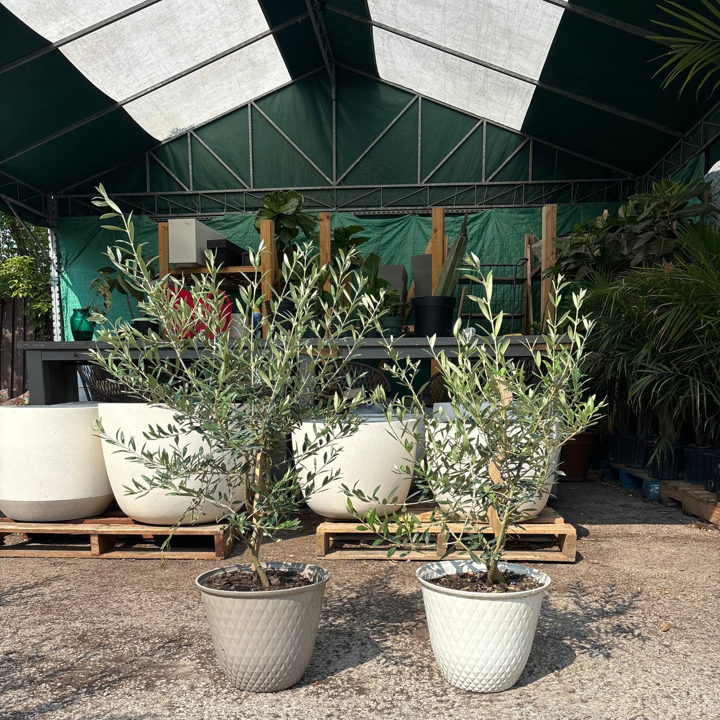 Olive Tree: Olea europaea 'Arbequina' - 10-12 inch pot - 3-3.5 foot tall
