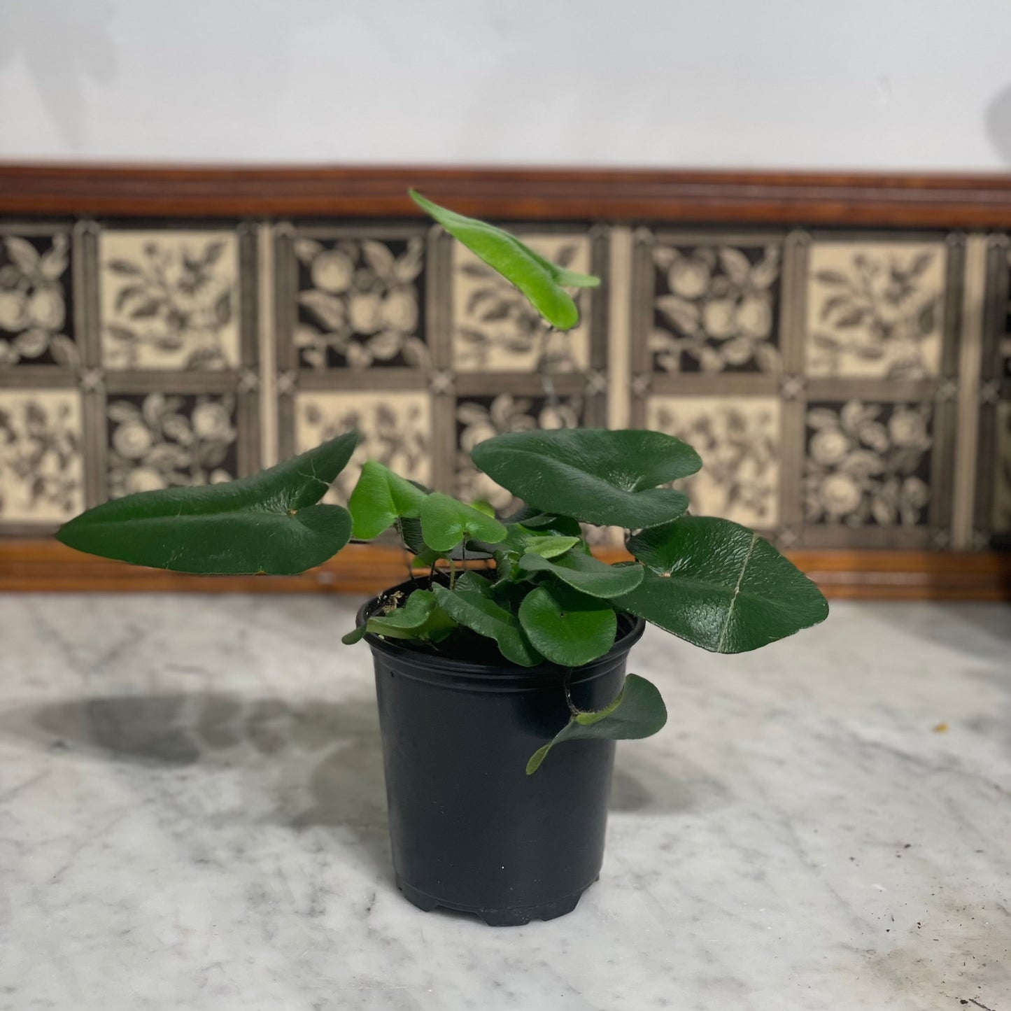 Heart Leaf Fern: Hemionitis arifolia - 4 inch pot — indoor plant — indoor plant for sale by Promise Supply for delivery and pickup in Toronto.