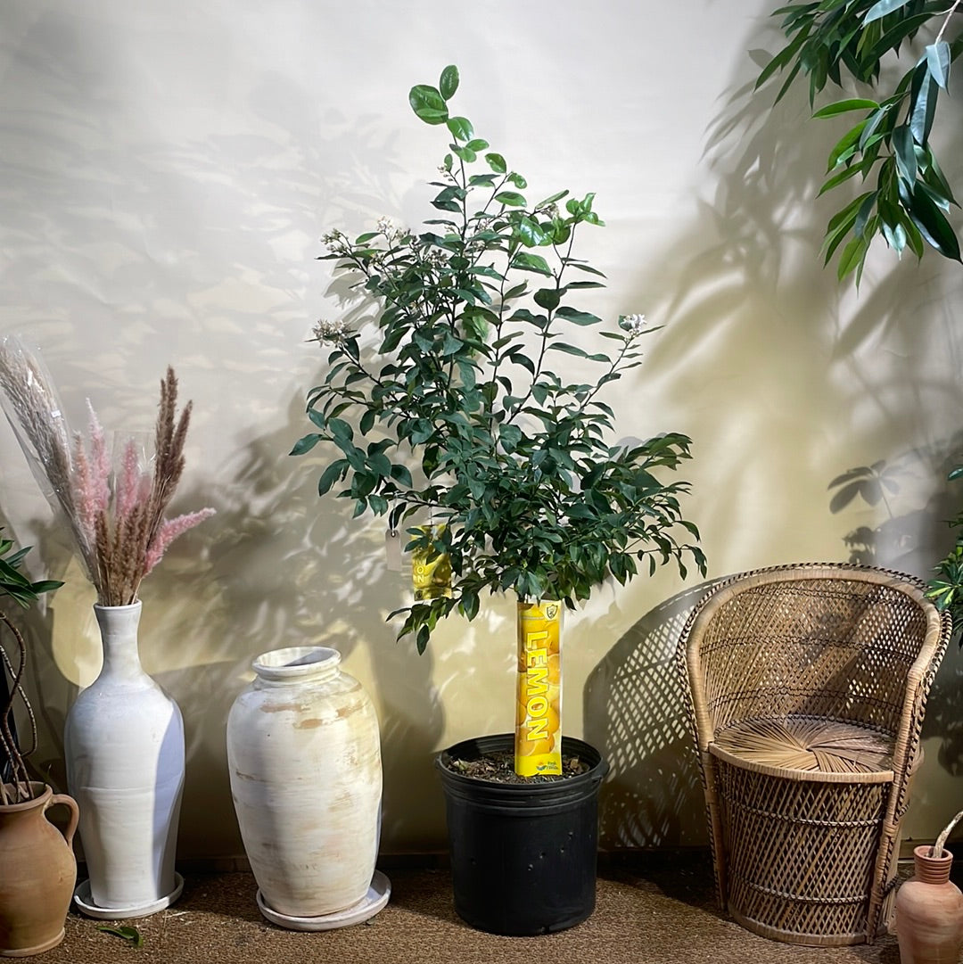 Lemon Tree: Citrus limon - 16 inch pot - 5-5.5 foot tall