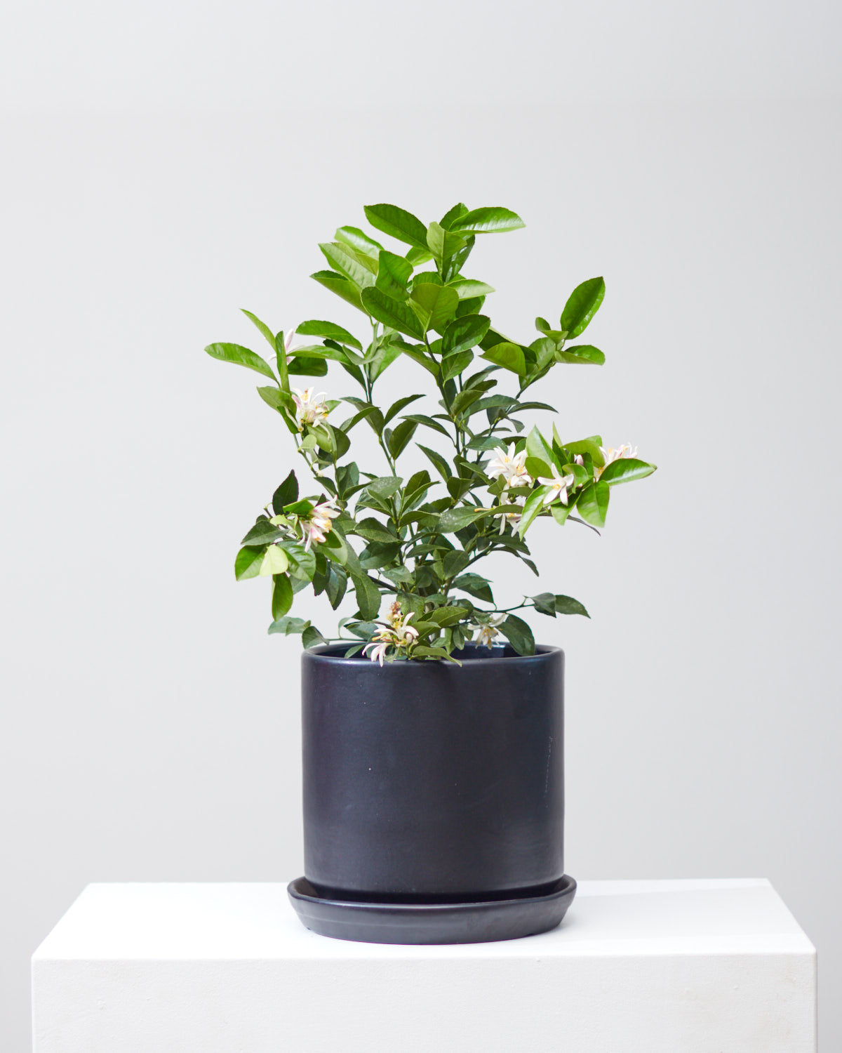 Lemon Tree: Citrus limon - 8 inch pot - 1-2 foot tall