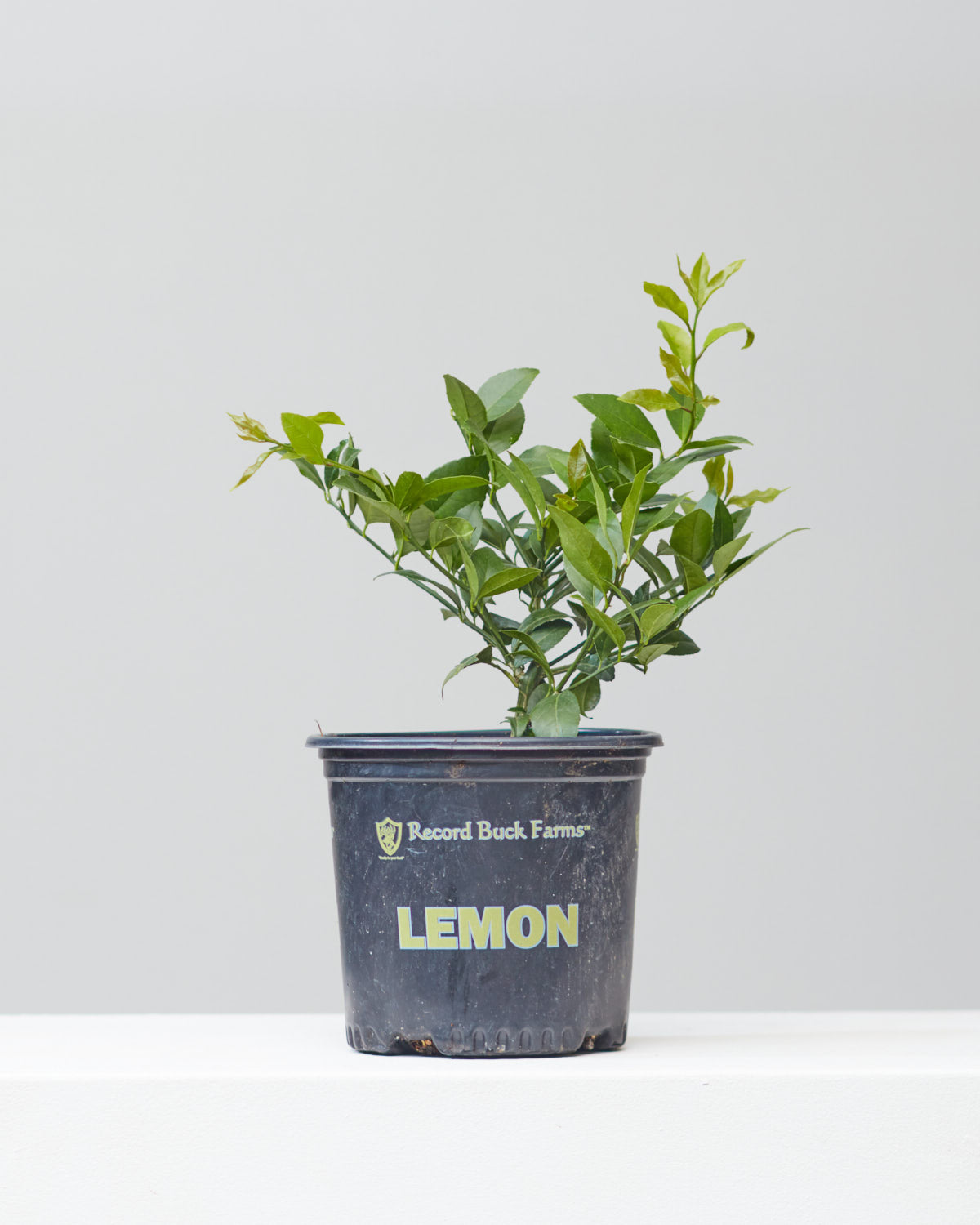 Lemon Tree: Citrus limon - 8 inch pot - 1-2 foot tall