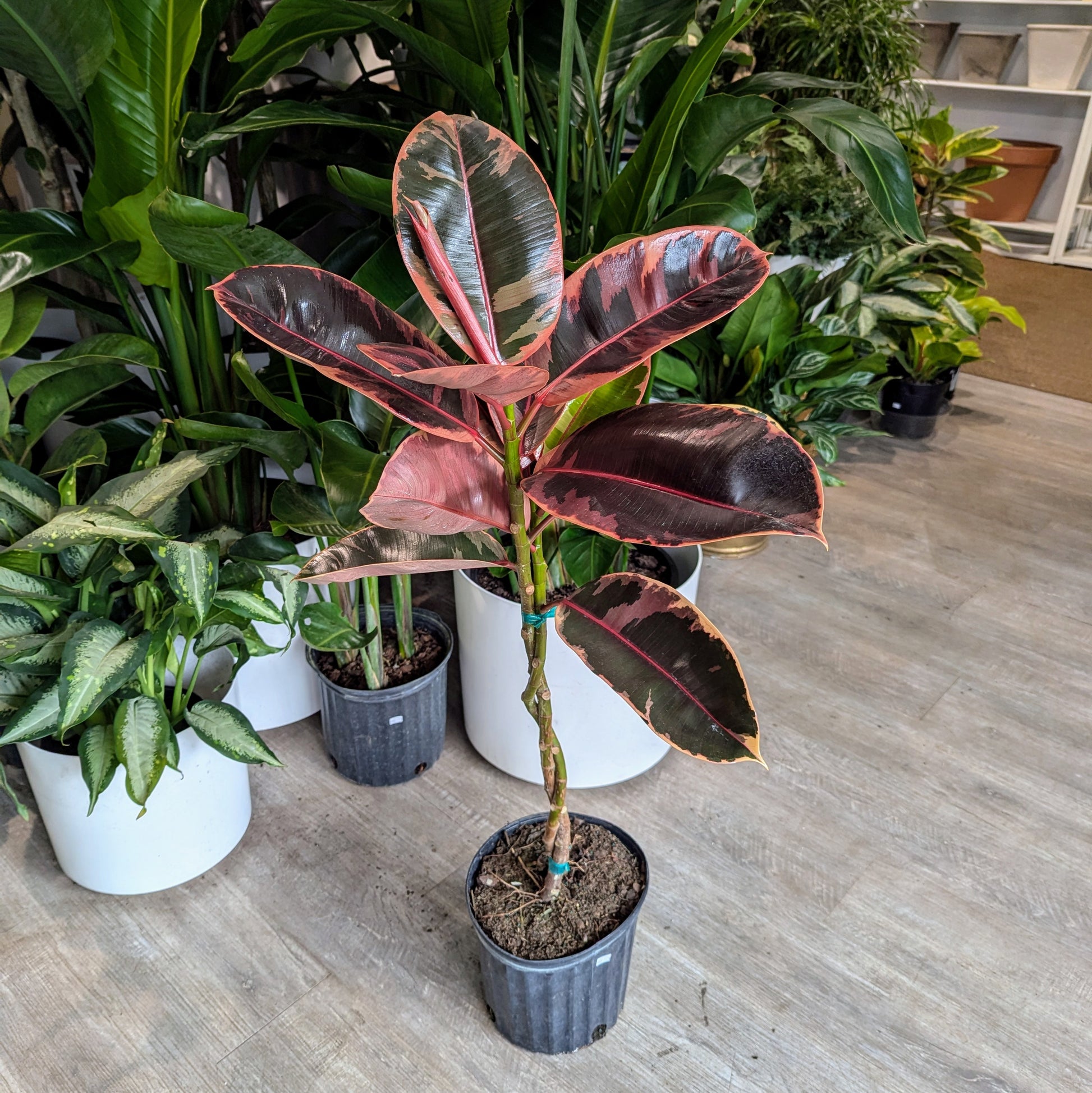 Braided Ruby Rubber Tree: Ficus elastica - 10 inch pot - 3.5-4 foot tall — indoor plant — indoor plant for sale by Promise Supply for delivery and pickup in Toronto.