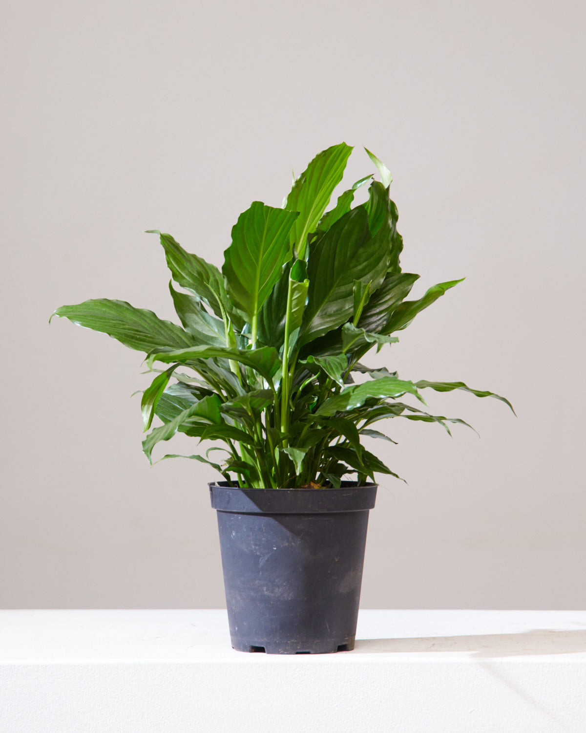 Peace Lily: Spathiphyllum - 6 inch pot — indoor plant — indoor plant for sale by Promise Supply for delivery and pickup in Toronto.