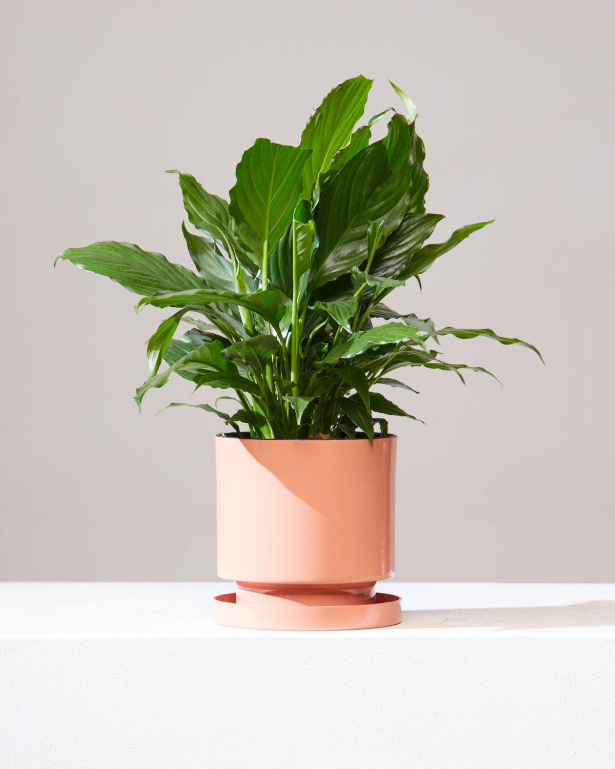 Peace Lily: Spathiphyllum - 6 inch pot — indoor plant — indoor plant for sale by Promise Supply for delivery and pickup in Toronto.