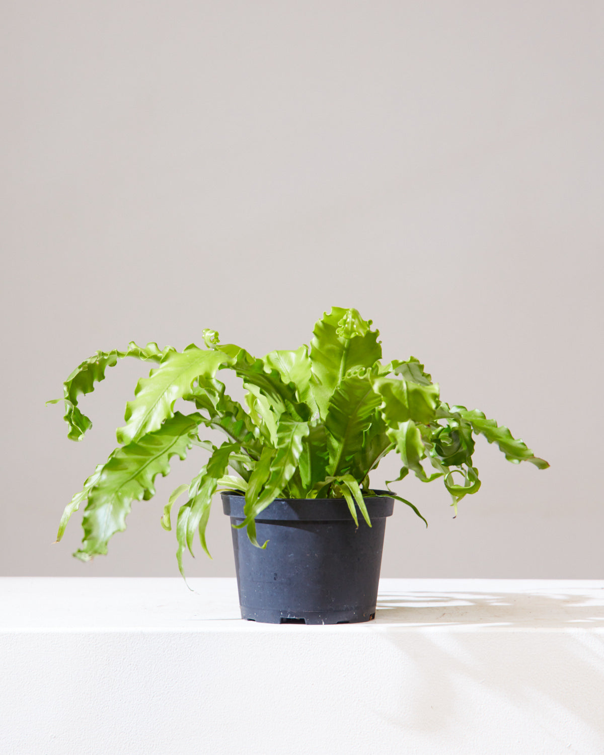 Birds Nest Fern: Asplenium nidus - 6 inch pot