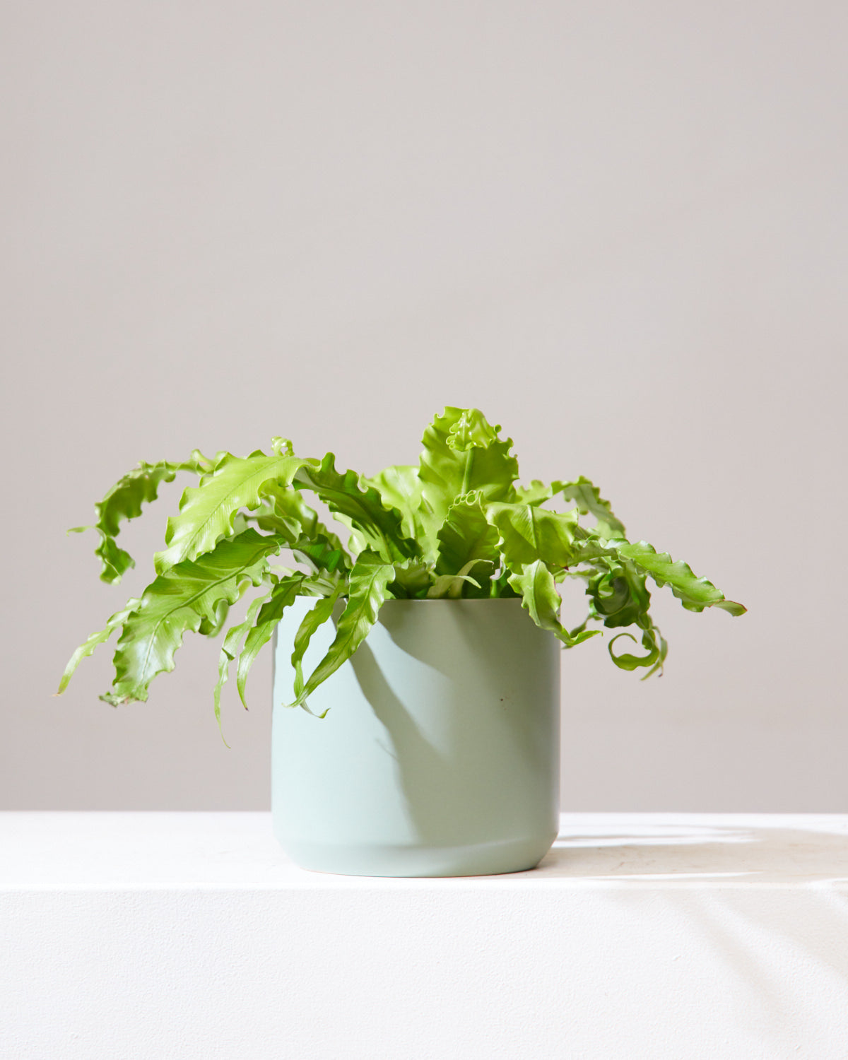 Birds Nest Fern: Asplenium nidus - 6 inch pot
