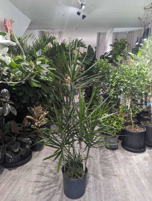 Staggered Dragon Tree: Dracaena marginata - 12 inch pot - 5-6 foot tall