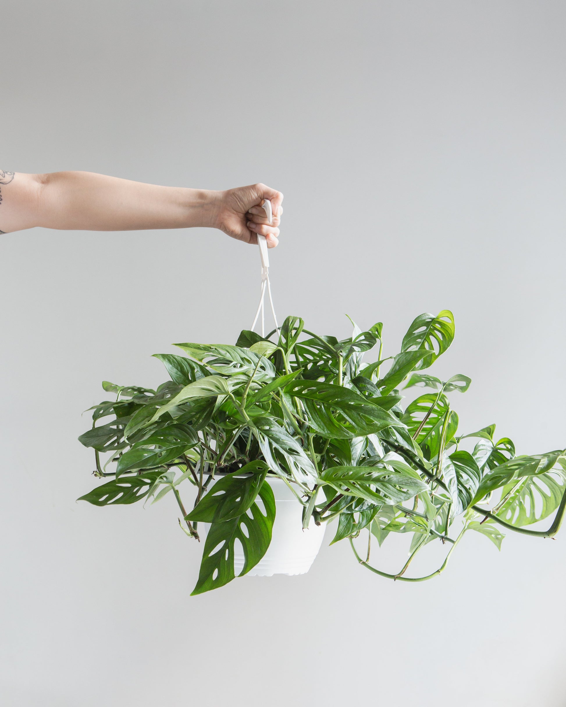 Swiss Cheese Vine: Monstera adansonii - 8 inch hanging basket — indoor plant — indoor plant for sale by Promise Supply for delivery and pickup in Toronto.