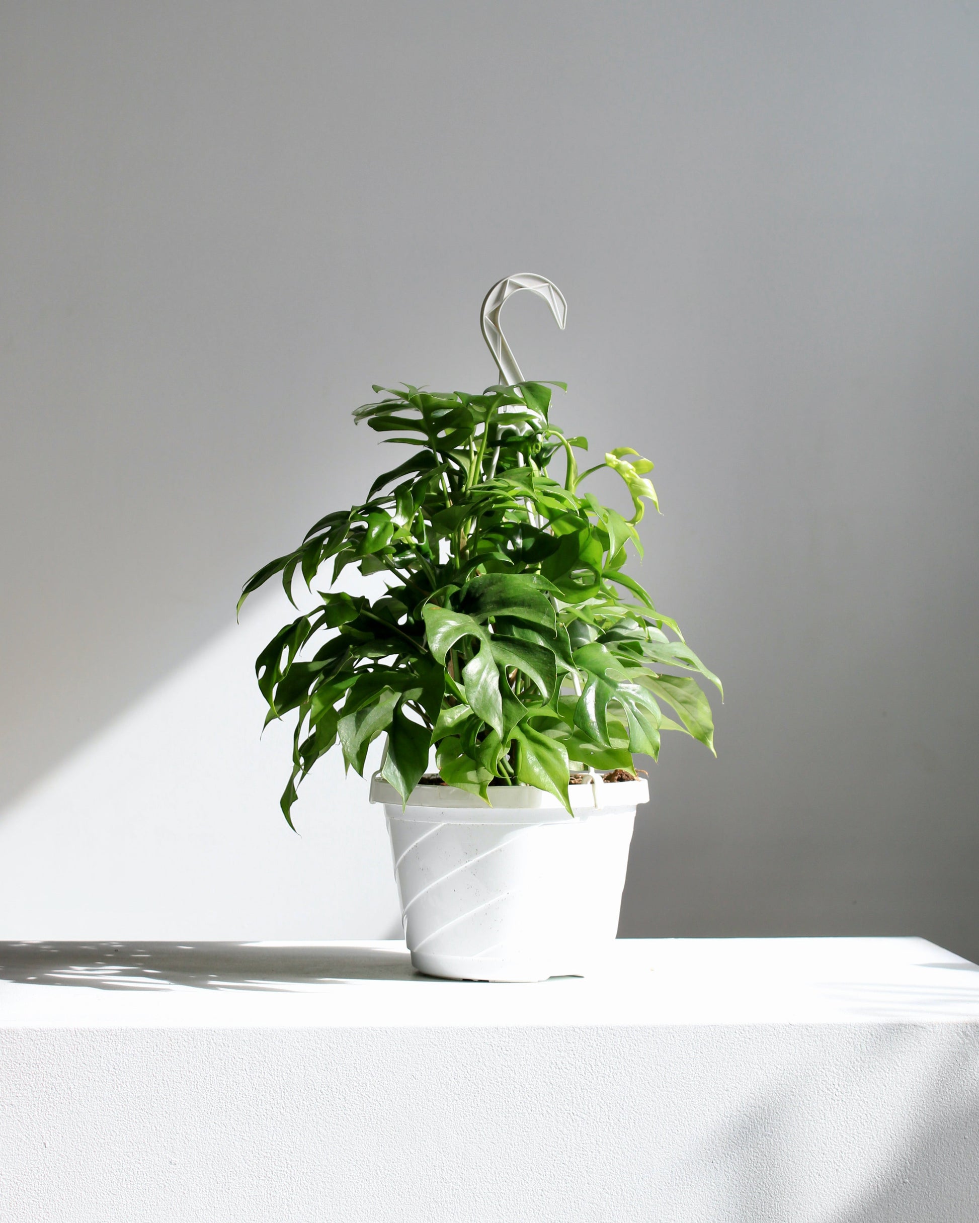 Mini Monstera: Rhaphidophora tetrasperma - 8 inch hanging basket — indoor plant — indoor plant for sale by Promise Supply for delivery and pickup in Toronto.
