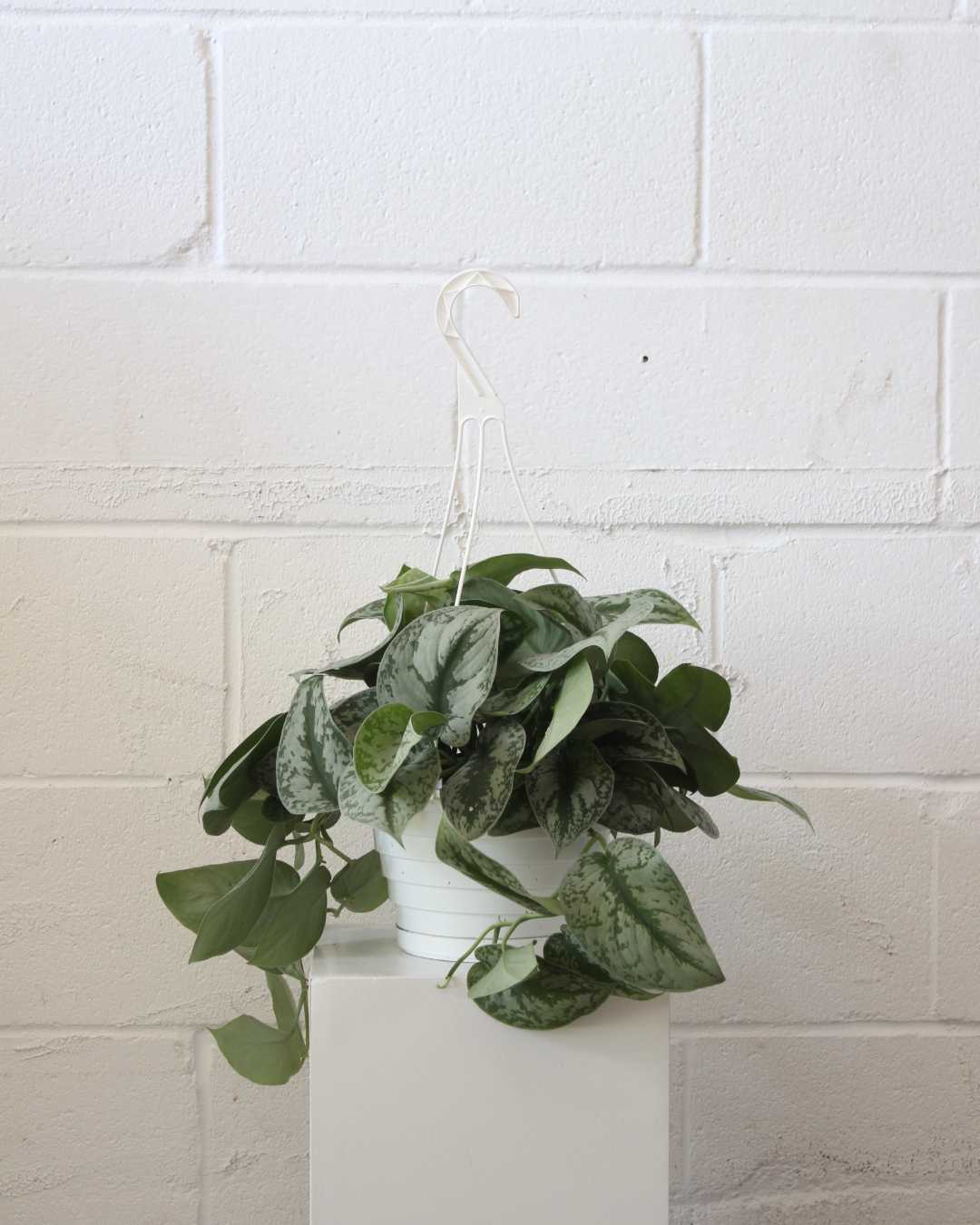 Silver Satin Pothos: Scindapsus pictus 'Exotica' - 8 inch hanging basket — indoor plant — indoor plant for sale by Promise Supply for delivery and pickup in Toronto.