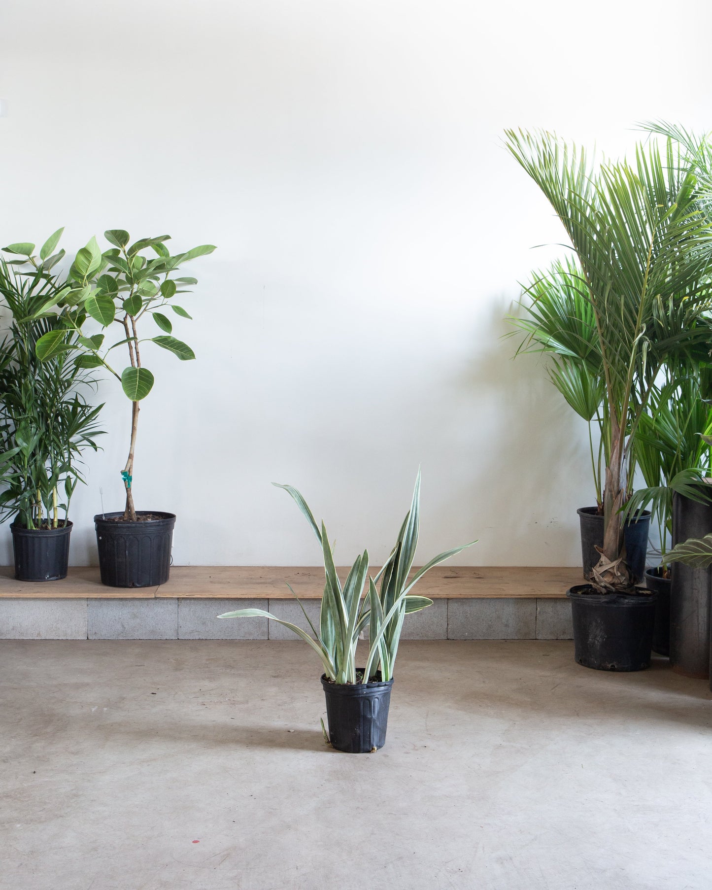 Silver Queen Snake Plant: Sansevieria trifasciata 'Sayuri' - 10 inch pot - 3 foot tall