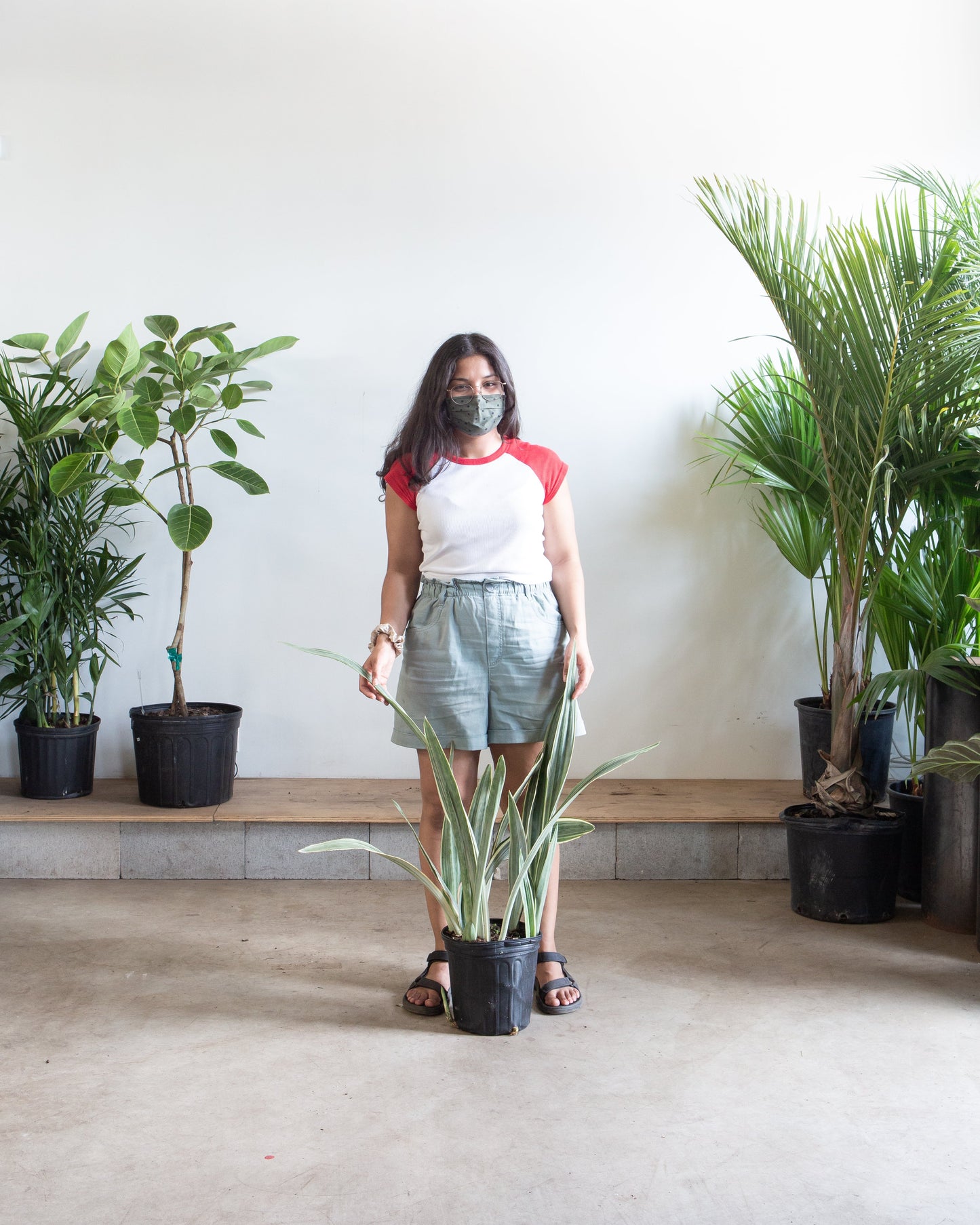 Silver Queen Snake Plant: Sansevieria trifasciata 'Sayuri' - 10 inch pot - 3 foot tall — indoor plant — indoor plant for sale by Promise Supply for delivery and pickup in Toronto.